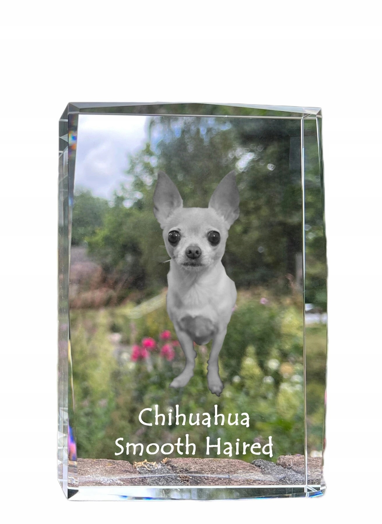 Chihuahua krátkosrstý obrázok psa v kryštáli, suvenír, trofej, soška