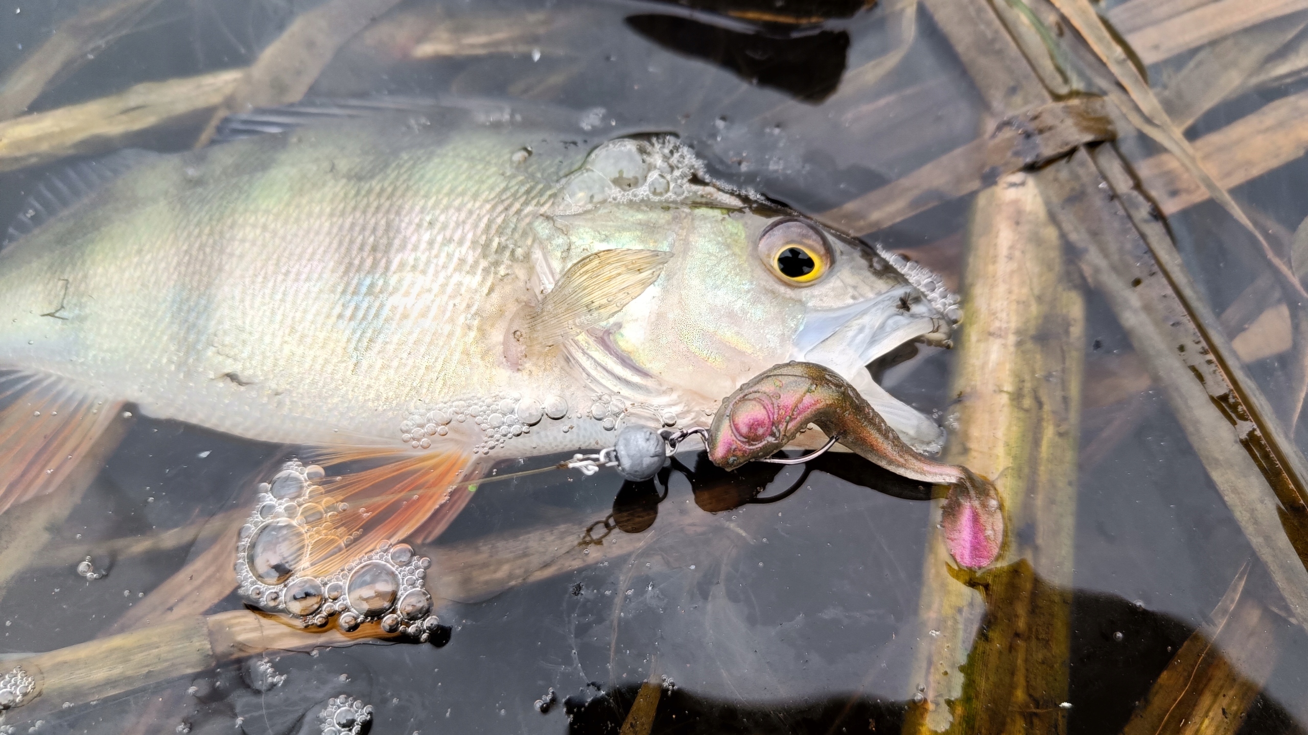 SEWRO SNAKE 7 color 05 KAMELEON Kod producenta spec7 05