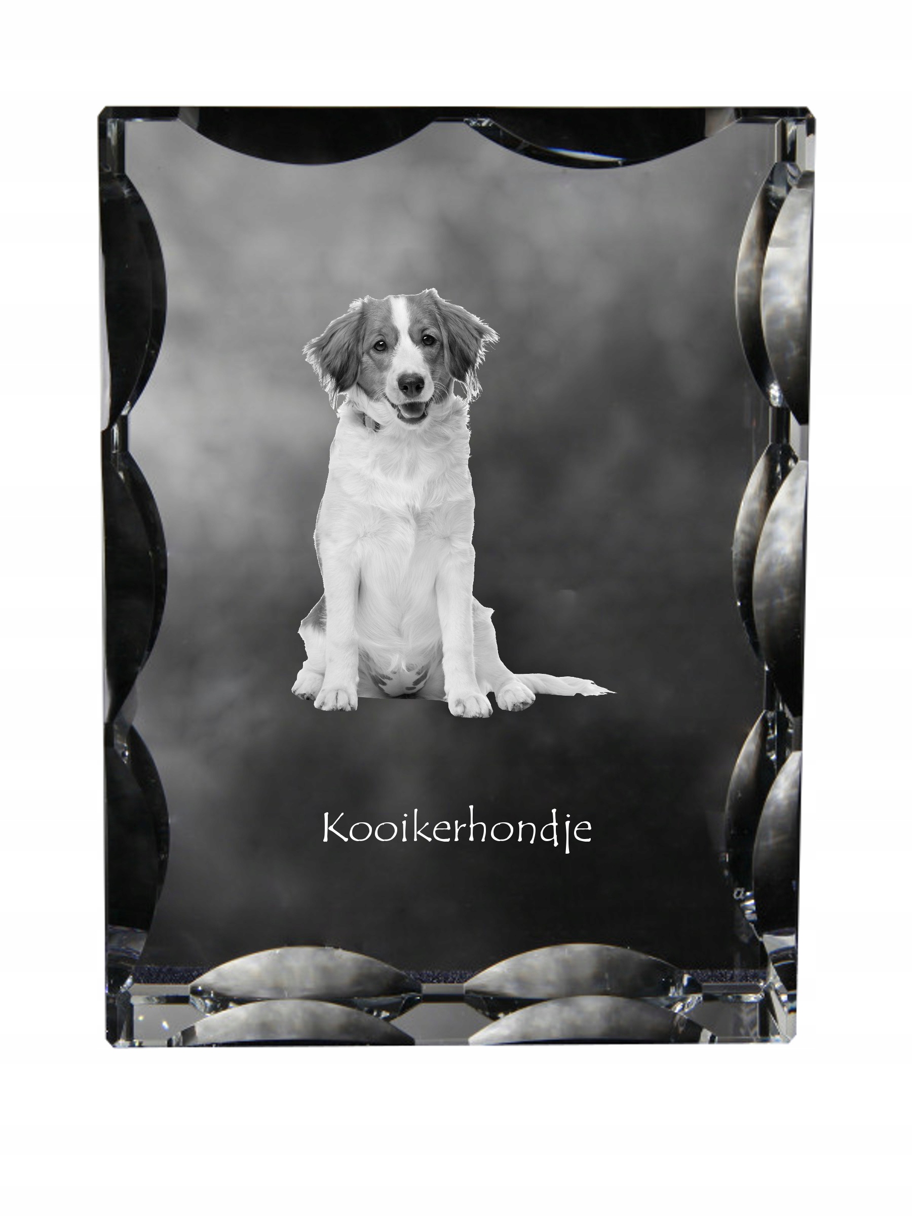 Kooikerhondje kryształ ze zdjęciem psa, szklana statuetka ze zdjęciem, wy