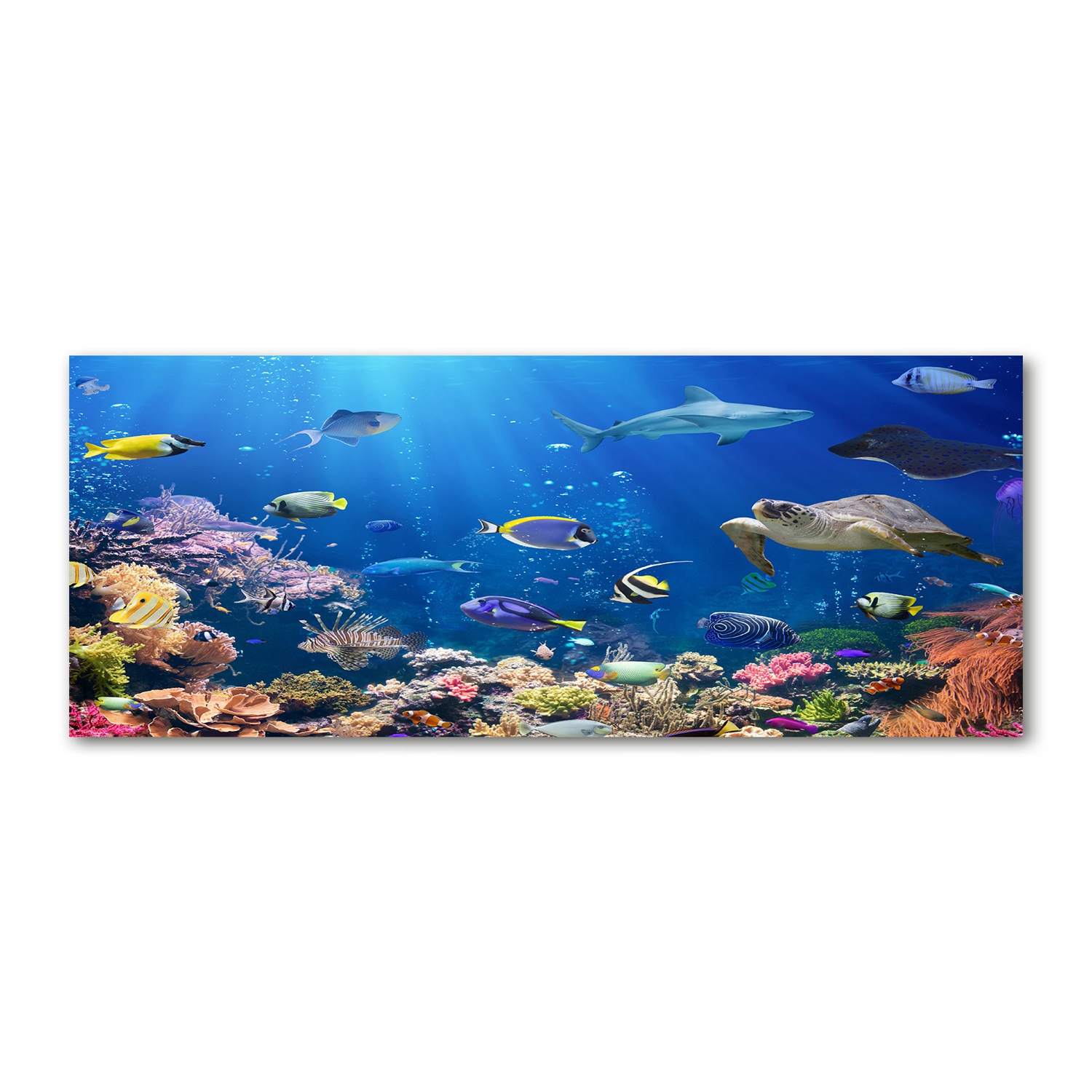 

Foto-obraz akryl zdjęcie Rafa koralowa 125x50 cm
