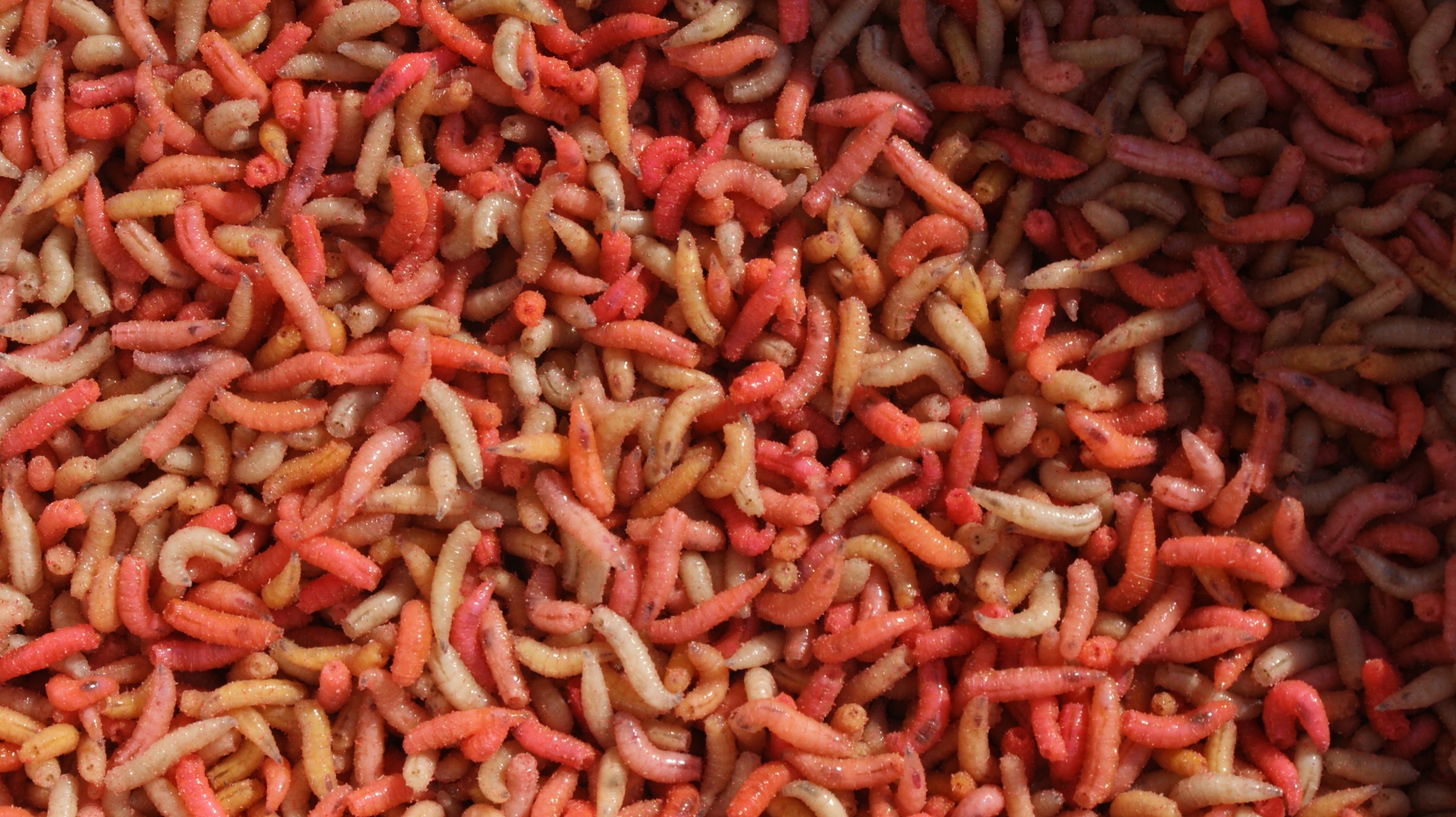 ROBAK KOLOROWY 1 LITR 600g Kod producenta ROBAK KOLOROWY 1 LITR 600g