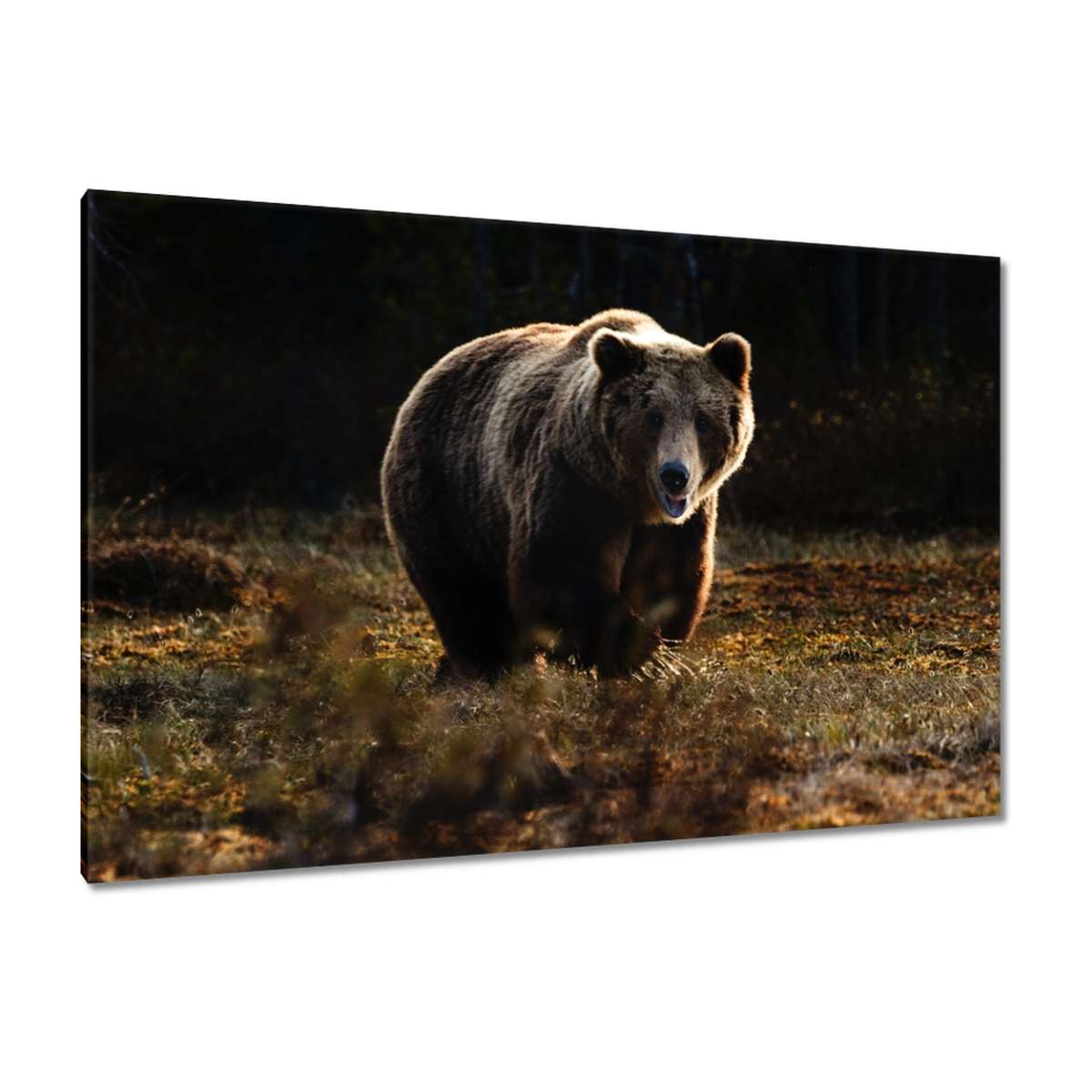 Obrazy 120x80 Zvířata Zvířátka