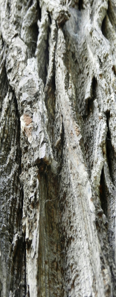 ZŁOTE ZASADY zdrowia długowieczności Borys Bołotow Autor AUTOR