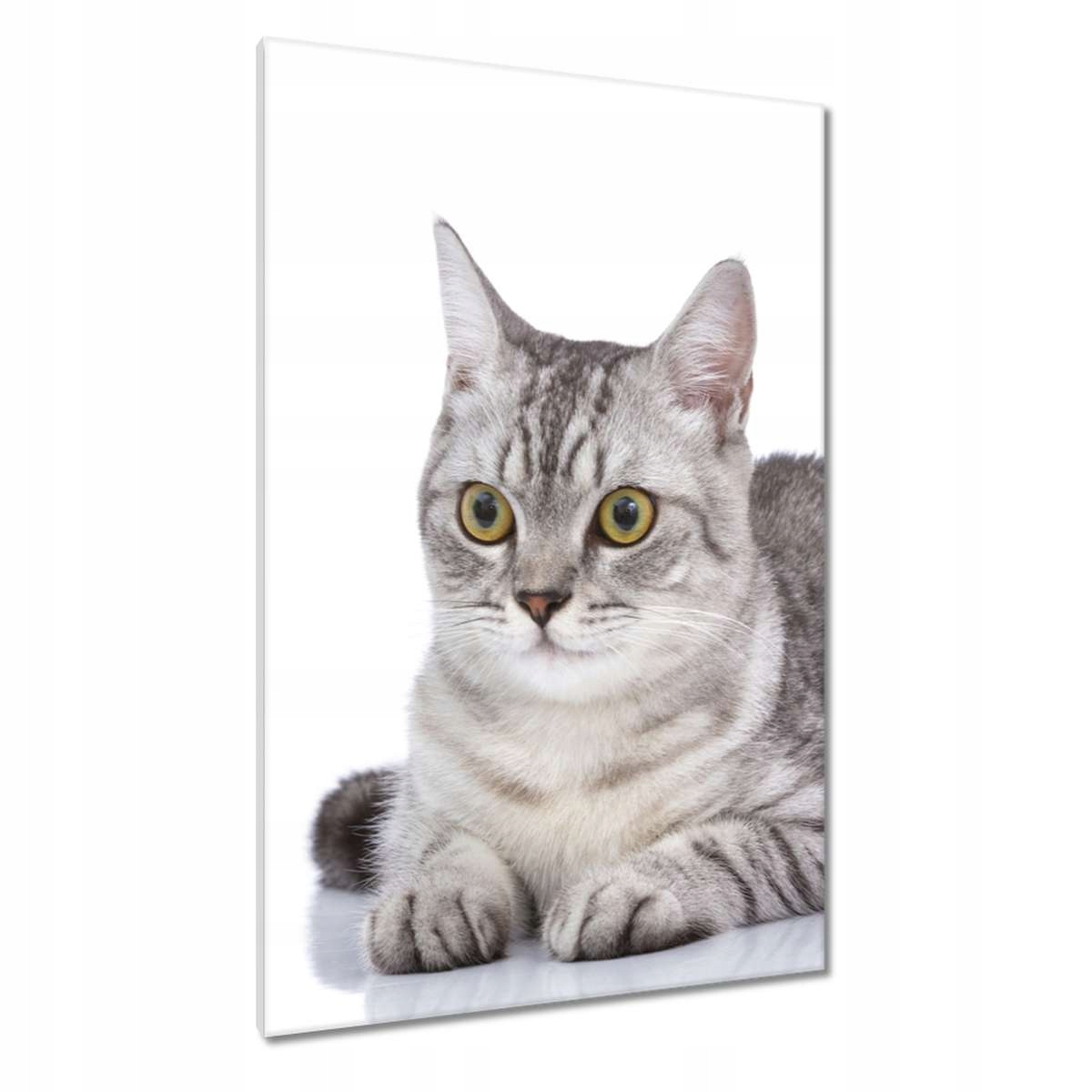 Obrazy 80x120 Kočička Kočky Kicia