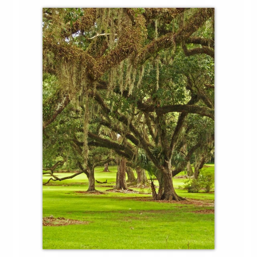 

Naklejki 50x70 Park z dębami