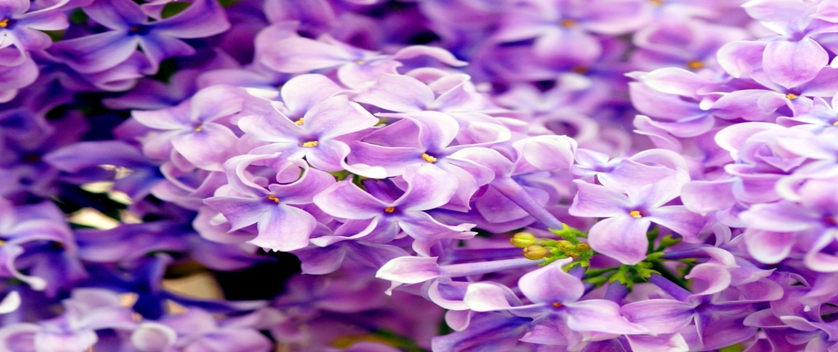 

Tapeta flizelinowa Fioletowe kwiaty 250x104