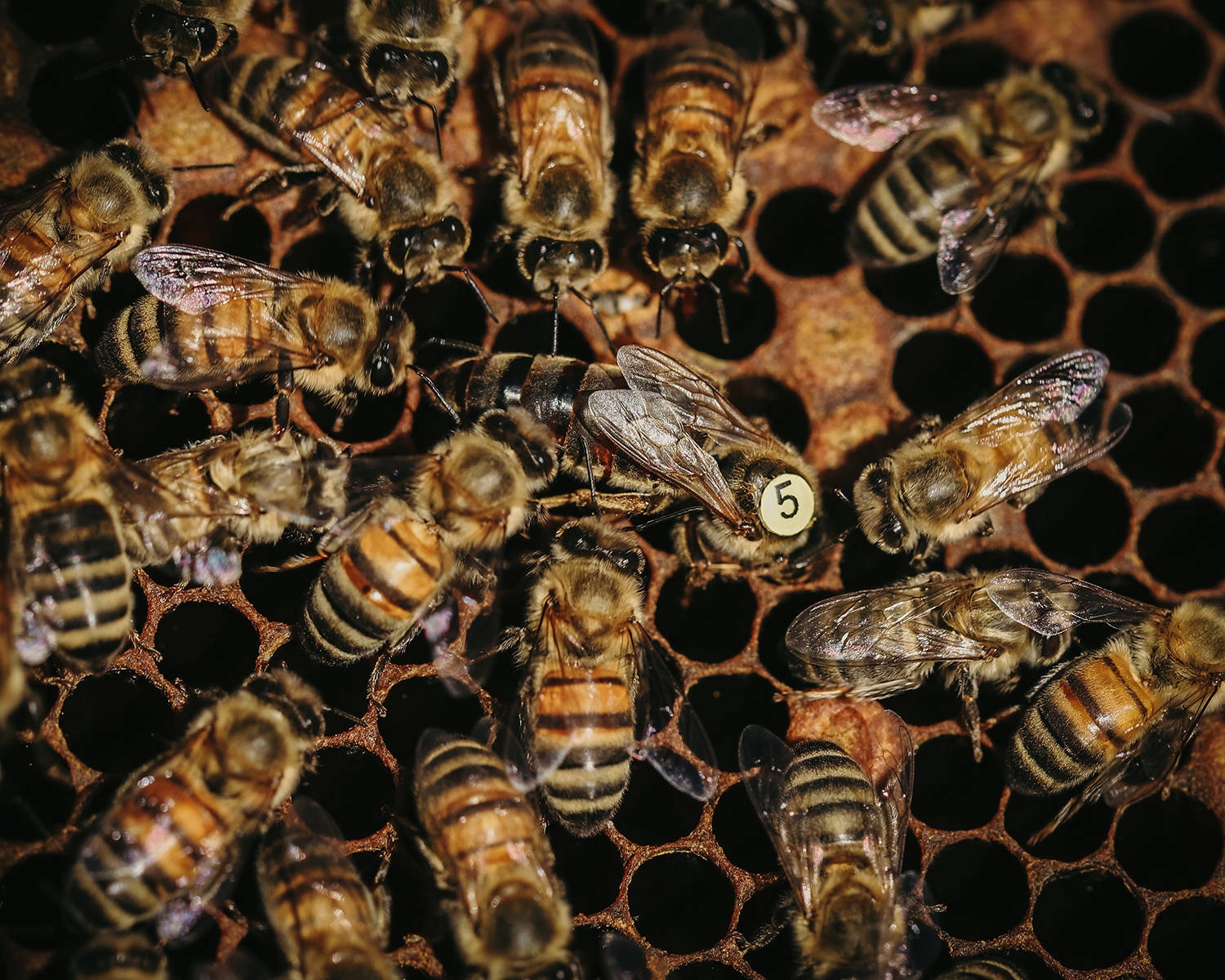 Matki Pszczele Krainka Słowenka EAN (GTIN) 0087689790712