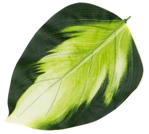 Liść HOSTA green/white SZTUCZNE LIŚCIE