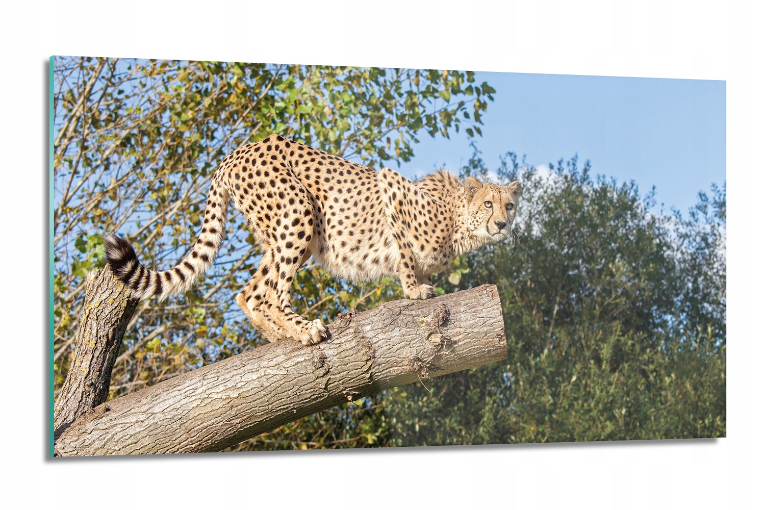 

dekor Gepard gałąź drzewo z foto 120x60 na ścianę