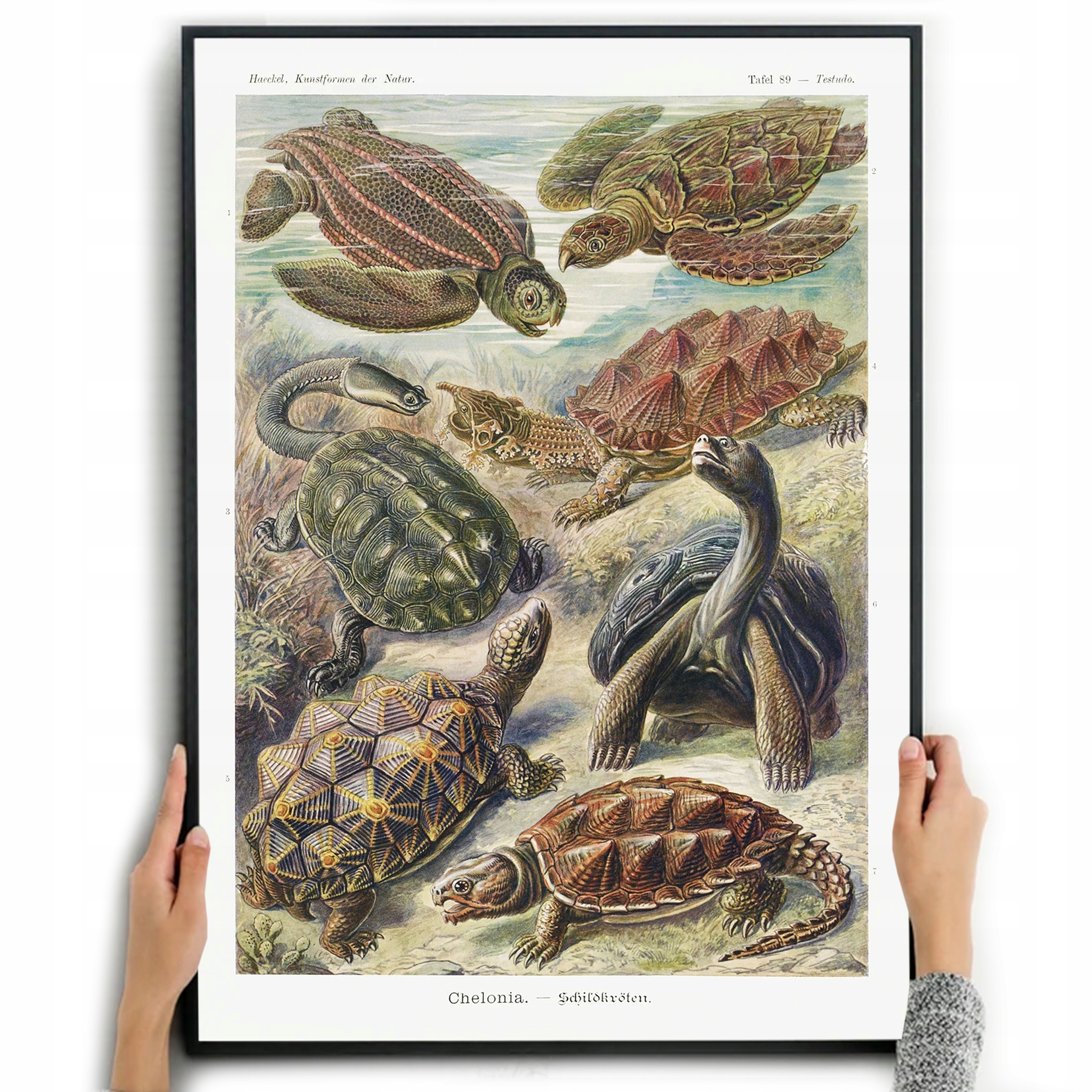 

Plakat Obraz Żółwie Dekoracja Ernst Haeckel A2