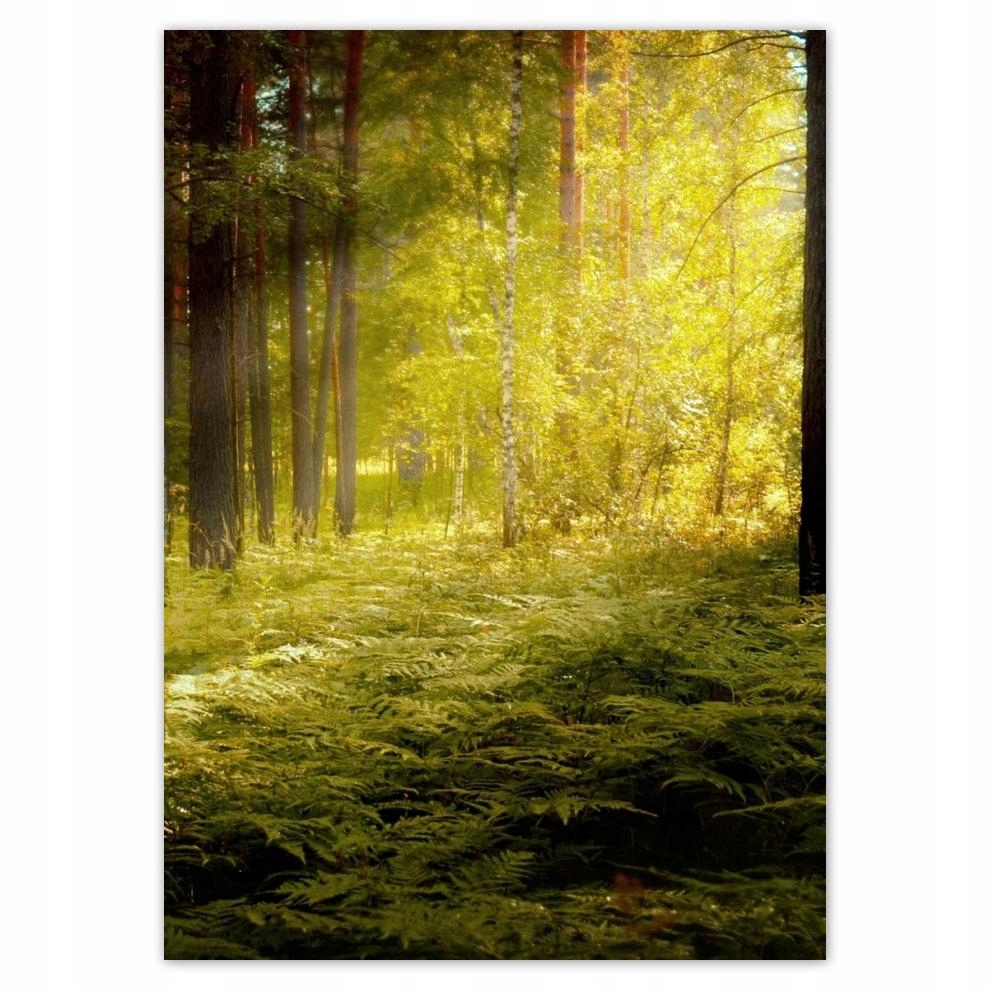 

Naklejki 50x70 Wchód słońca w lesie