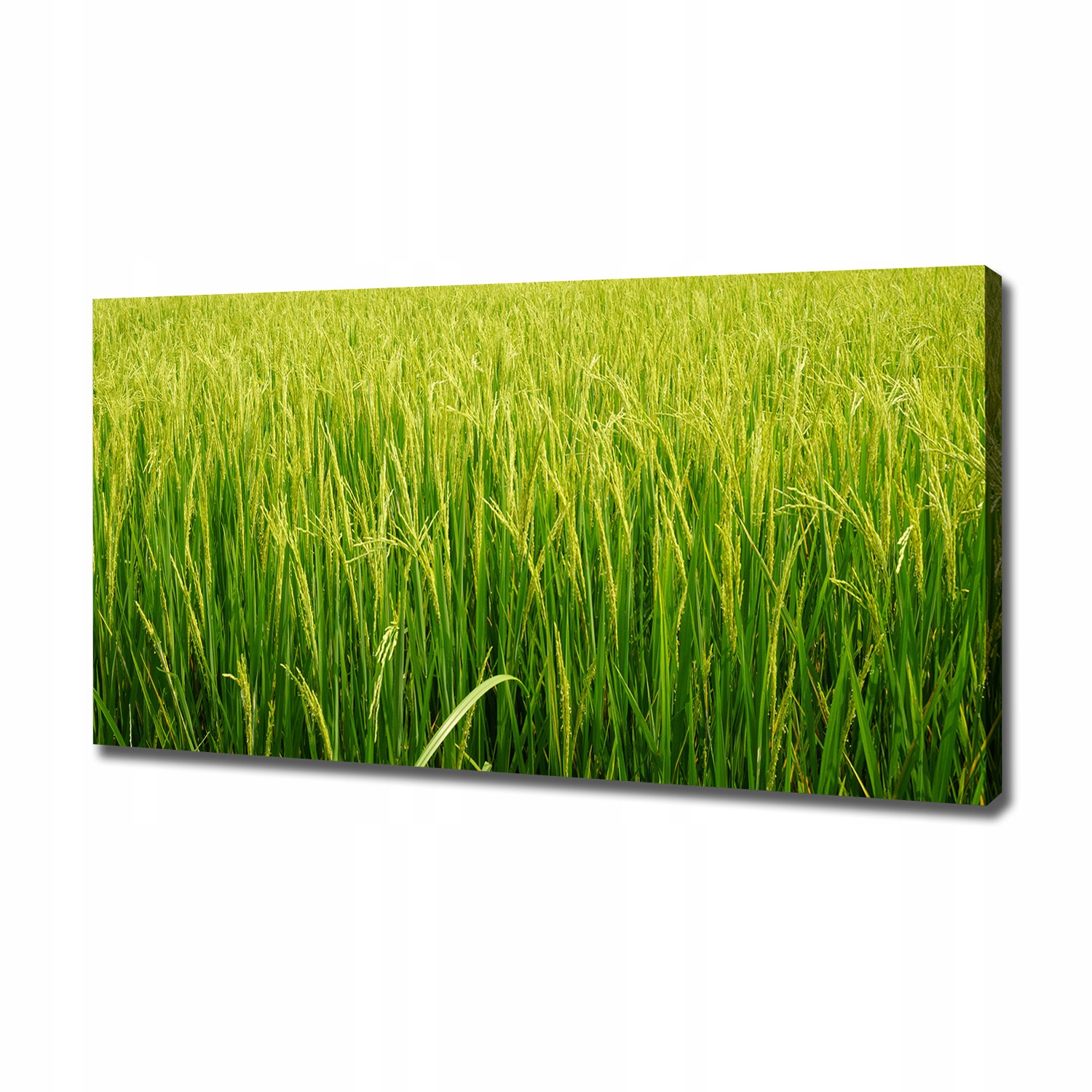 

Foto obraz canvas na ścianę Pole ryżowe 120x60 cm