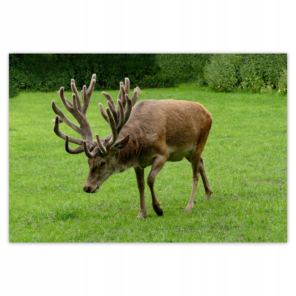 

Fototapety flizelina 104x70 Jeleń Rogacz