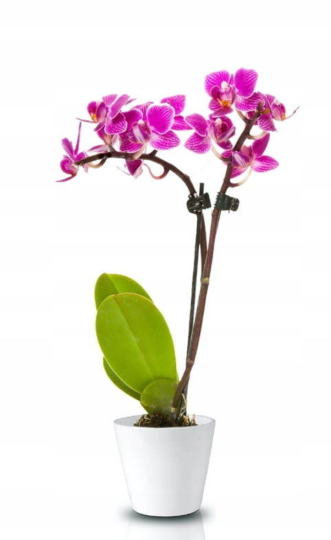 CERAMICZNA OSŁONKA DONICZKA 15CM BIAŁA Kod producenta 71.033.15