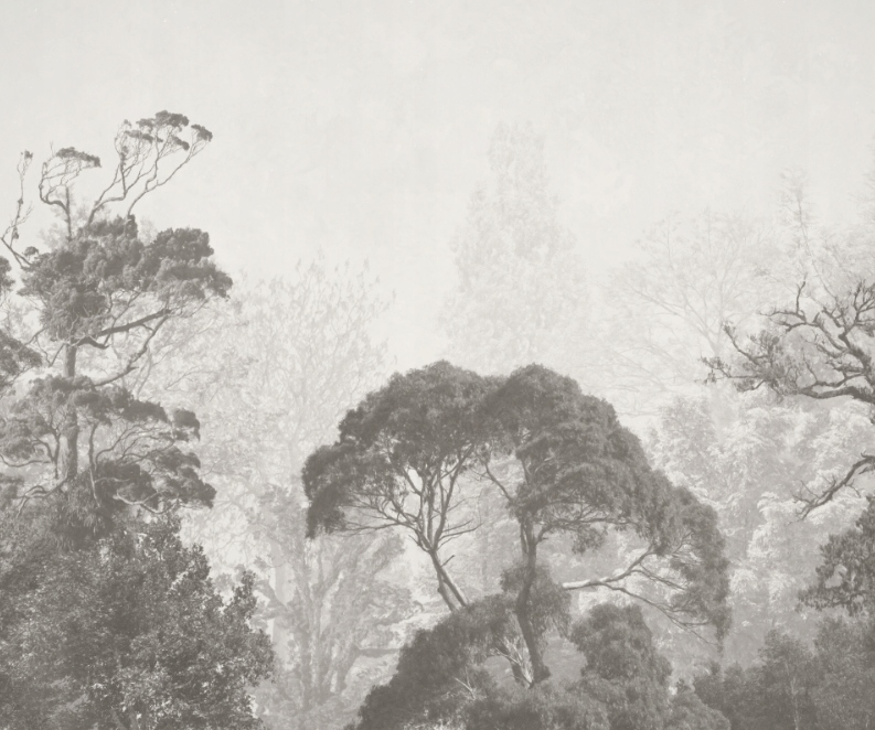 Fototapeta Vrcholky sivých stromov do obývačky 300x250 cm vliesová 230 g