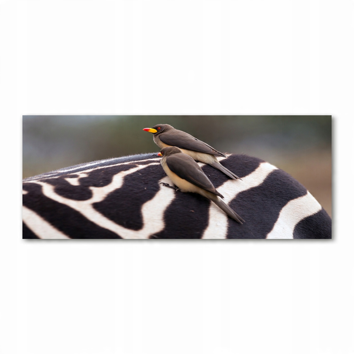 

Foto-obraz akryl zdjęcie Ptaki i zebra 125x50 cm