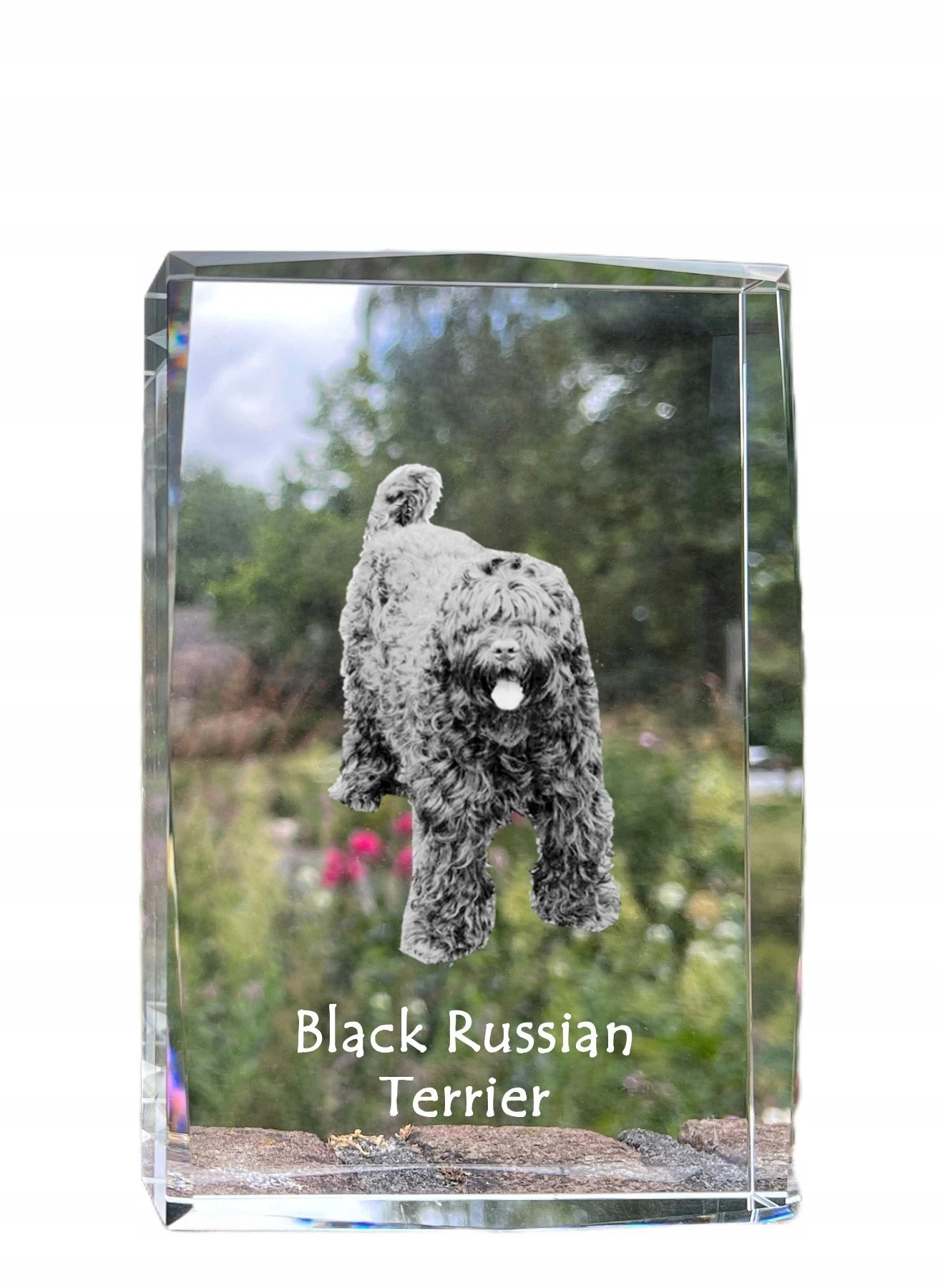 Czarny terier rosyjski, Russian Black Terrier kryształ ze zdjęciem psa, z