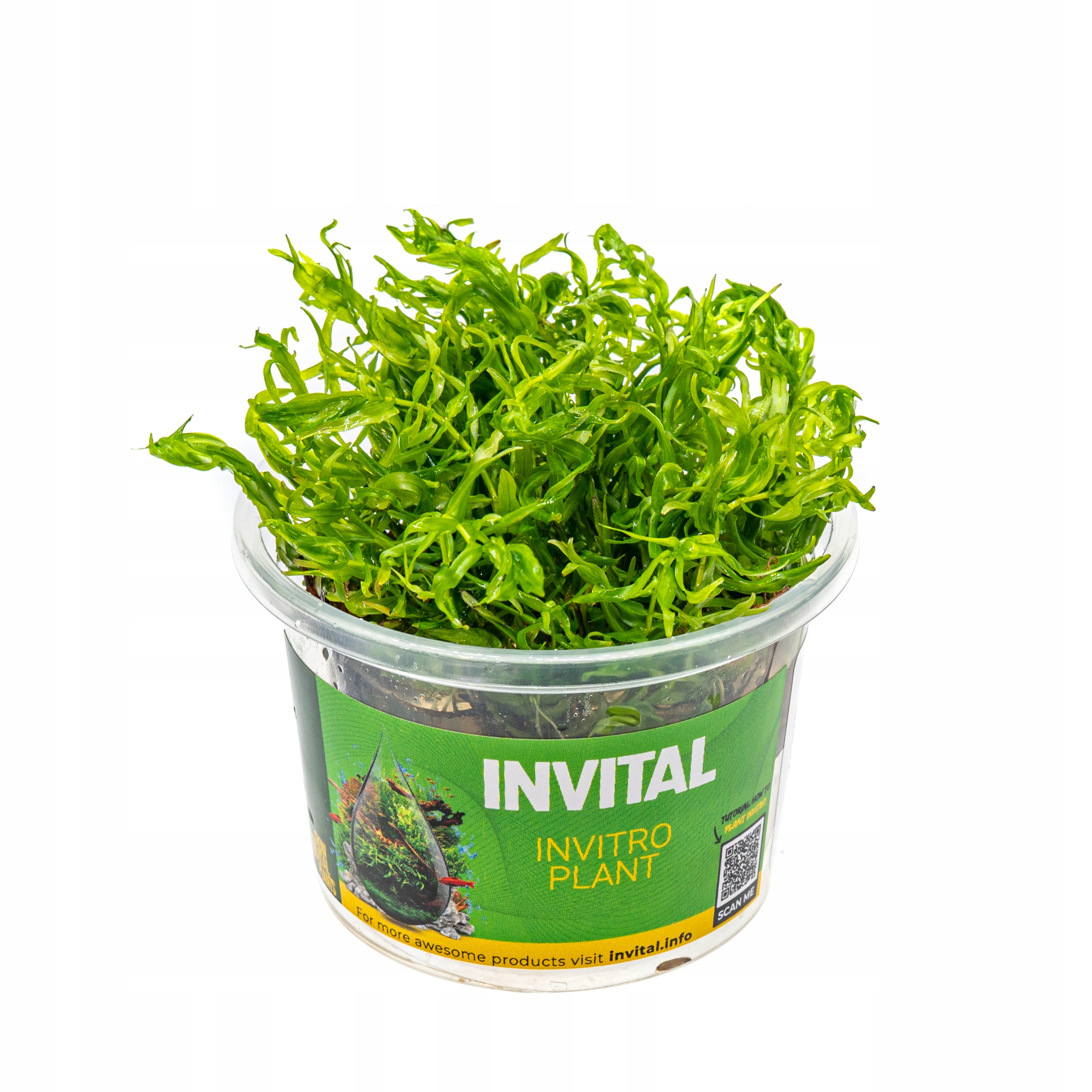 INVITAL Didiplis diandra in vitro Ø 7 cm