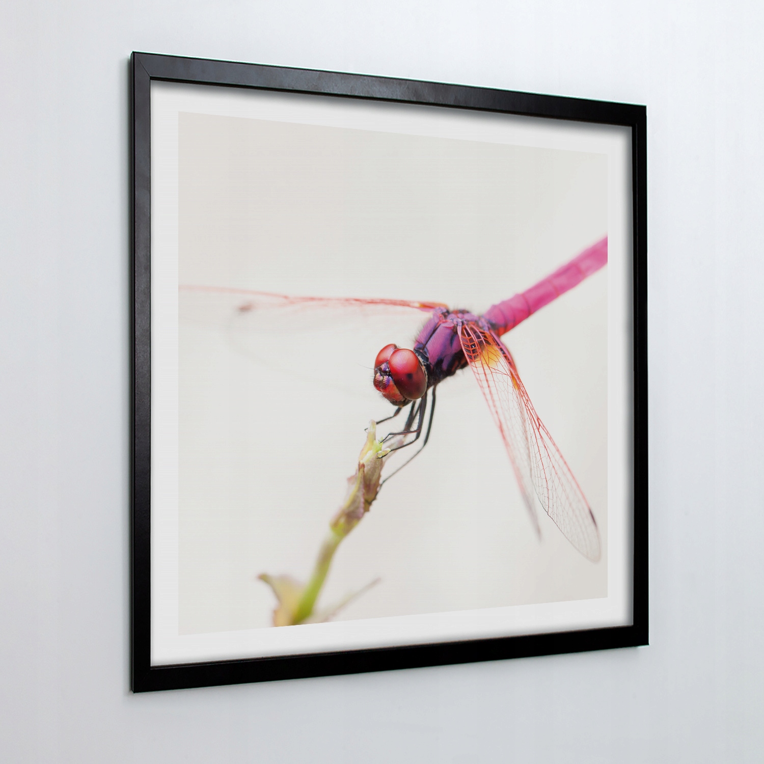 Nástěnný obraz s rámečkem Růžová vážka květina 50x50 cm