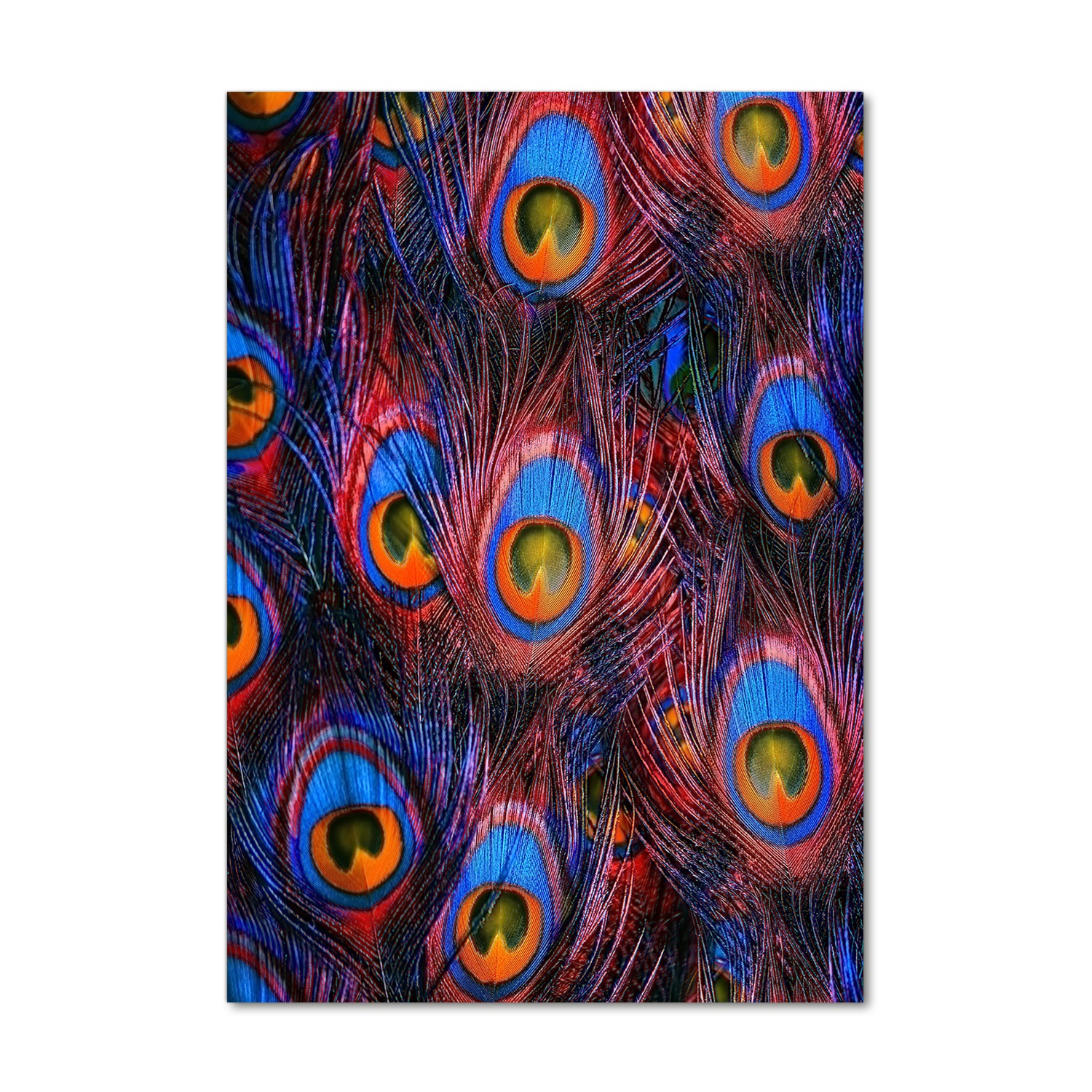 

Nowoczesny fotoobraz akrylowy Pawie pióra 70x100cm
