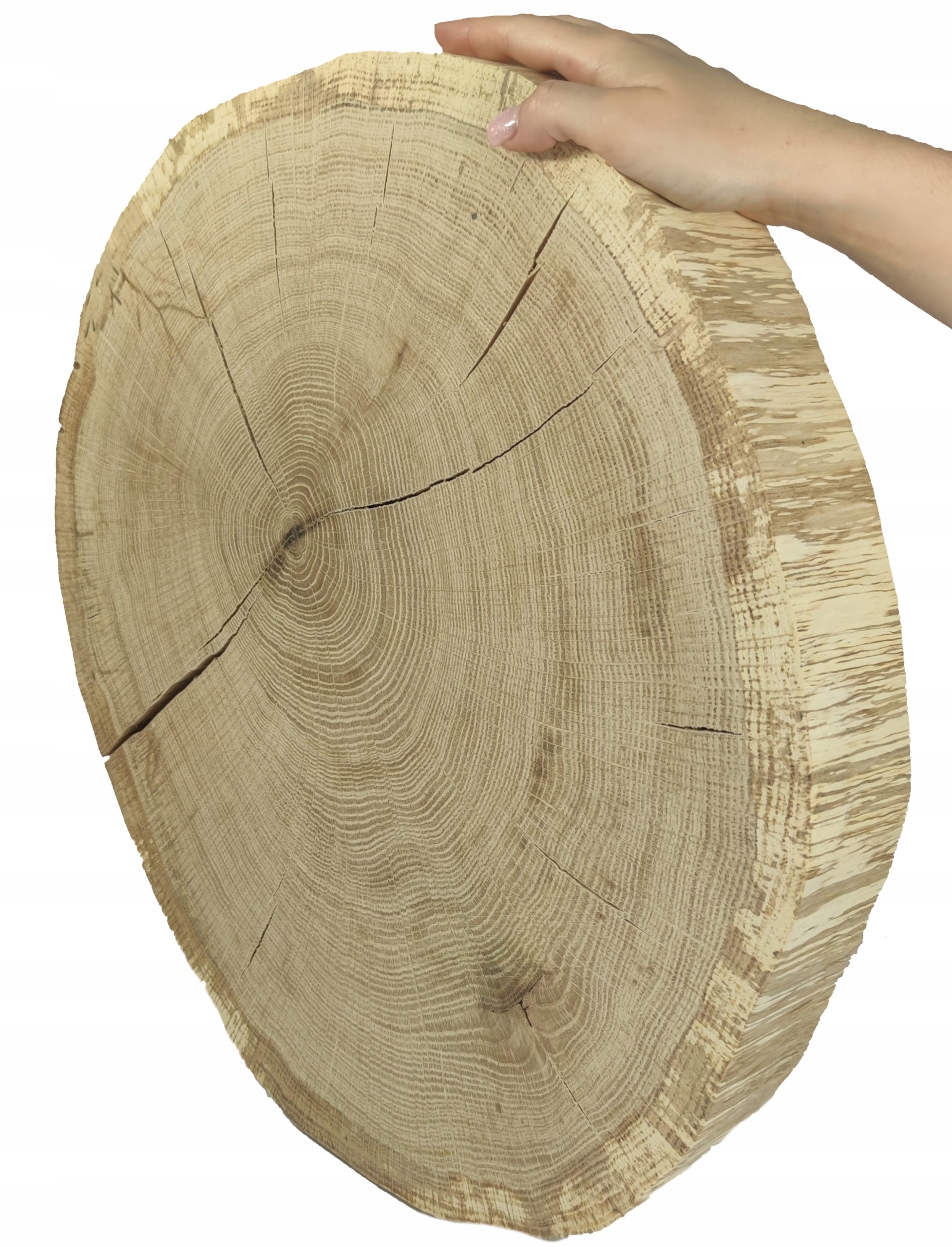 Okorowany Plaster Dębu 45-50cm gr. 5cm szlifowany plaster dąb krążek drewno Marka Inna