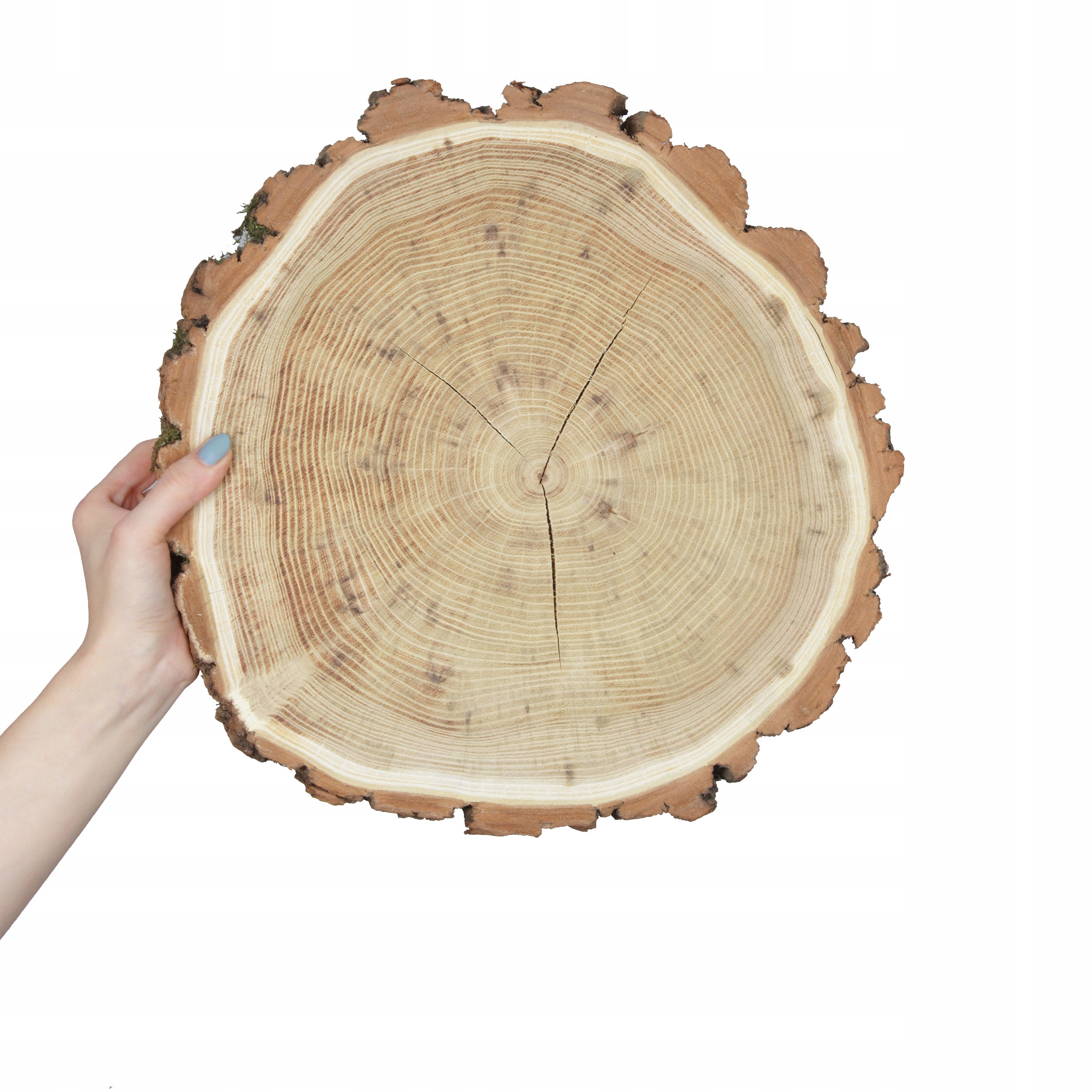 Náplast akácie dřevěná puk s kůrou dřevěný plát Akácie výbrus 30-35cm