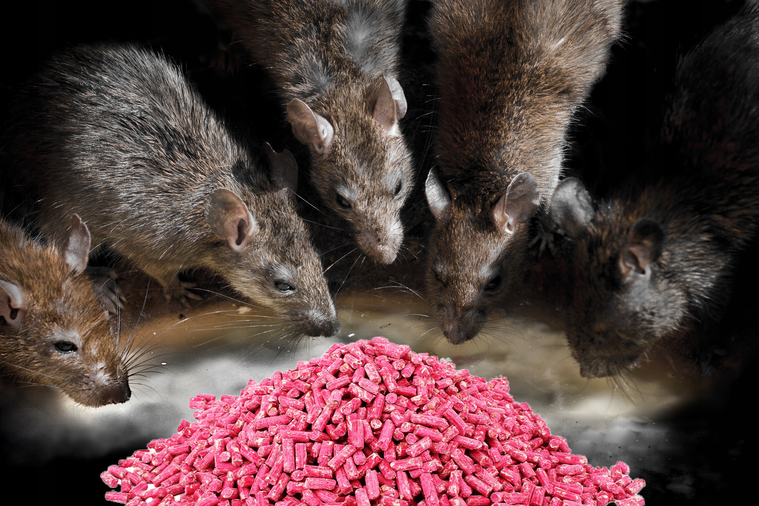STRONG granulat na MYSZY SZCZURY bromadiolon 5 kg Zastosowanie przeciwko myszom i szczurom