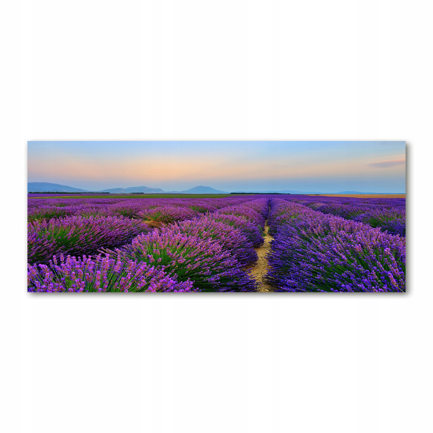 

Foto obraz akryl zdjęcie Pole lawendy 125x50 cm