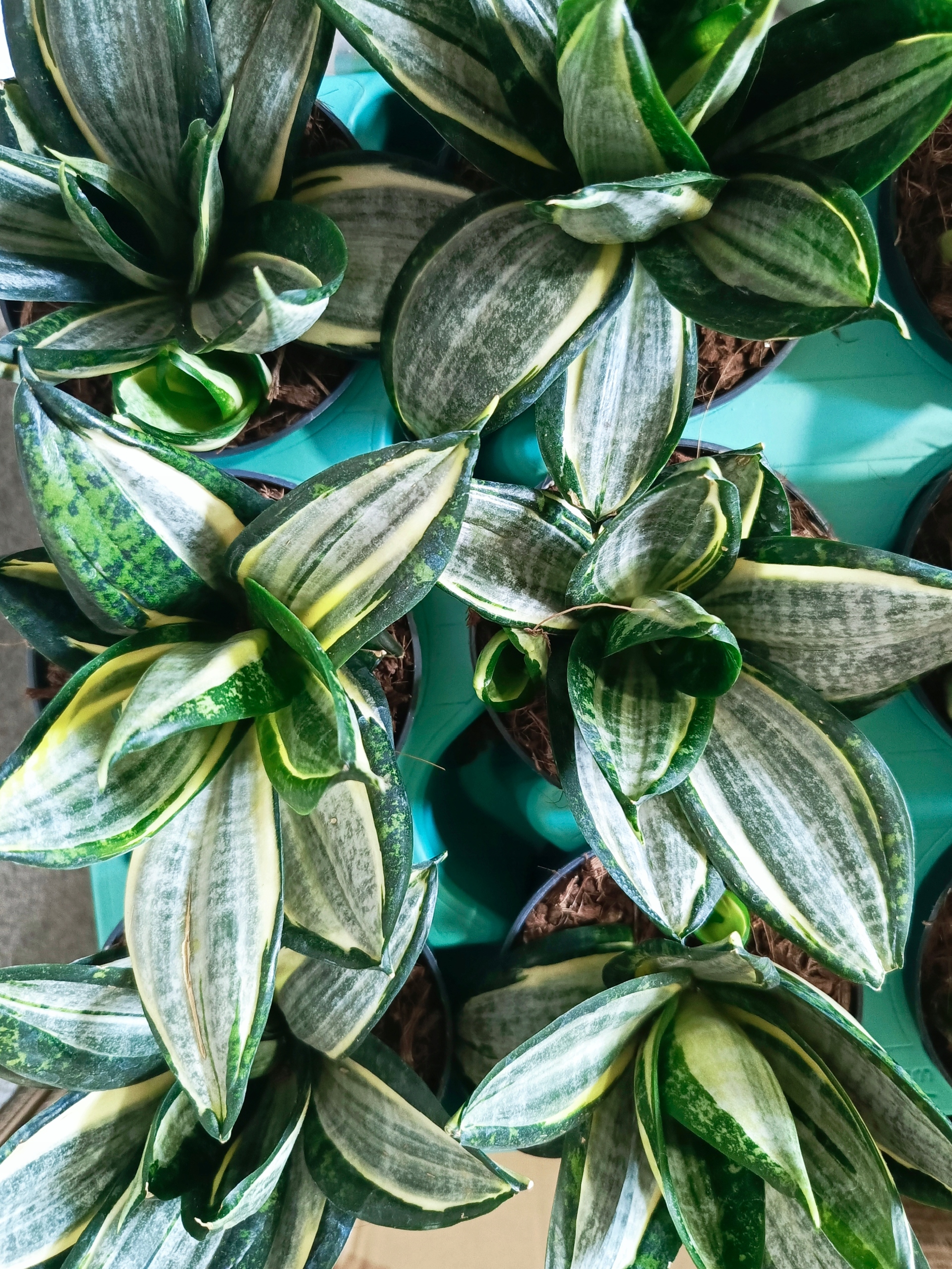 サンスベリア Sansevieria Hahnii Silver Zebra LHS9089_1080x.jpg?v=1705465054