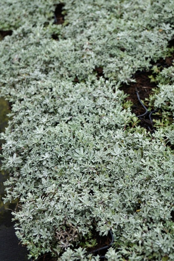 Anafalis - Anaphalis alpicola