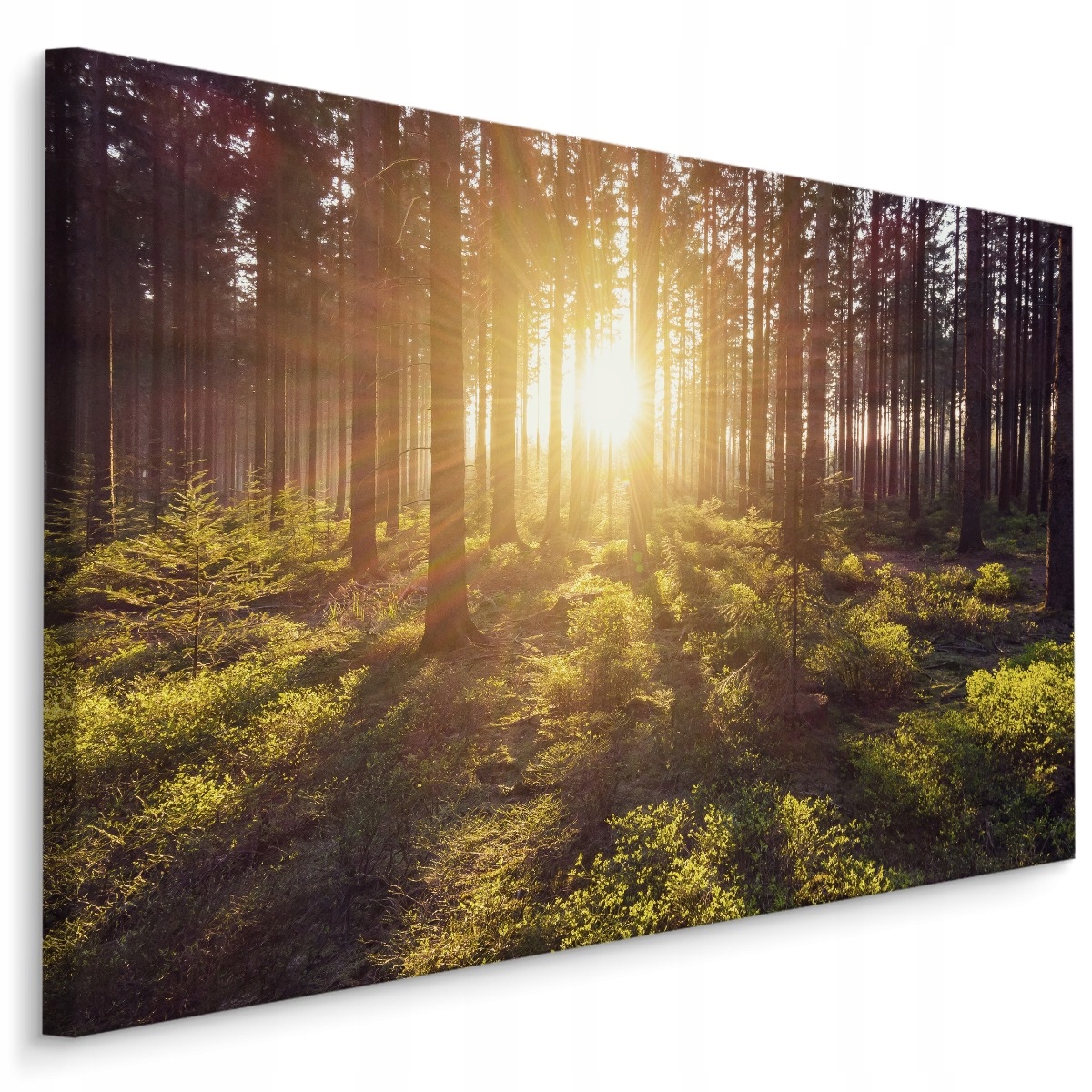 obraz na plátně Les Východ Slunce 3D pohled 120x80
