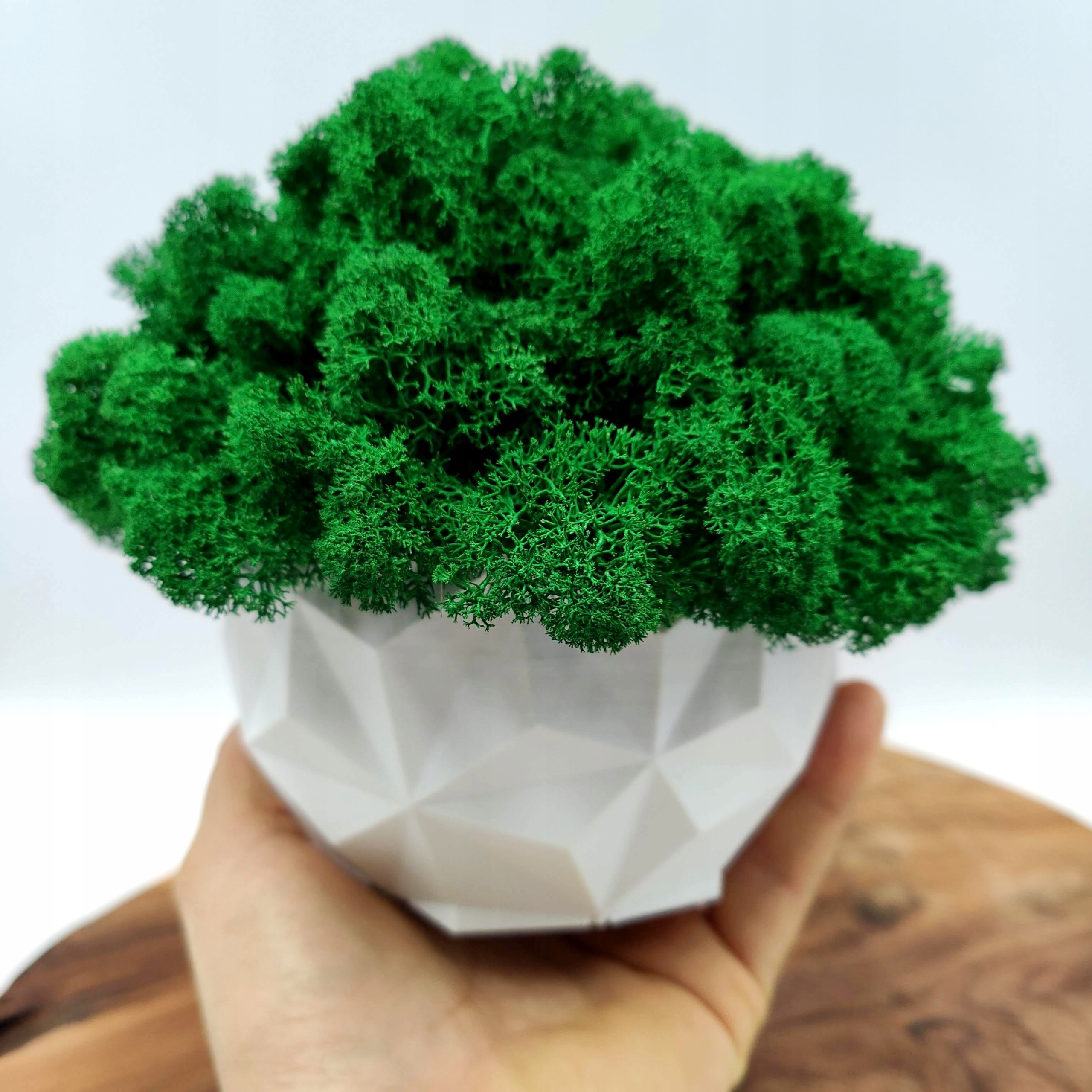 Doniczka z mchem chrobotkiem MECH CHROBOTEK w doniczce biała druk 3d #2 Marka inna