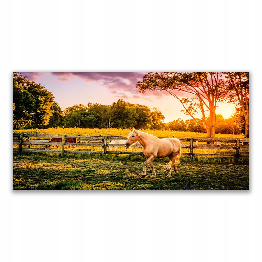 

Obraz akrylowy 140x70 Koń Łąka Zwierzęta Przyroda