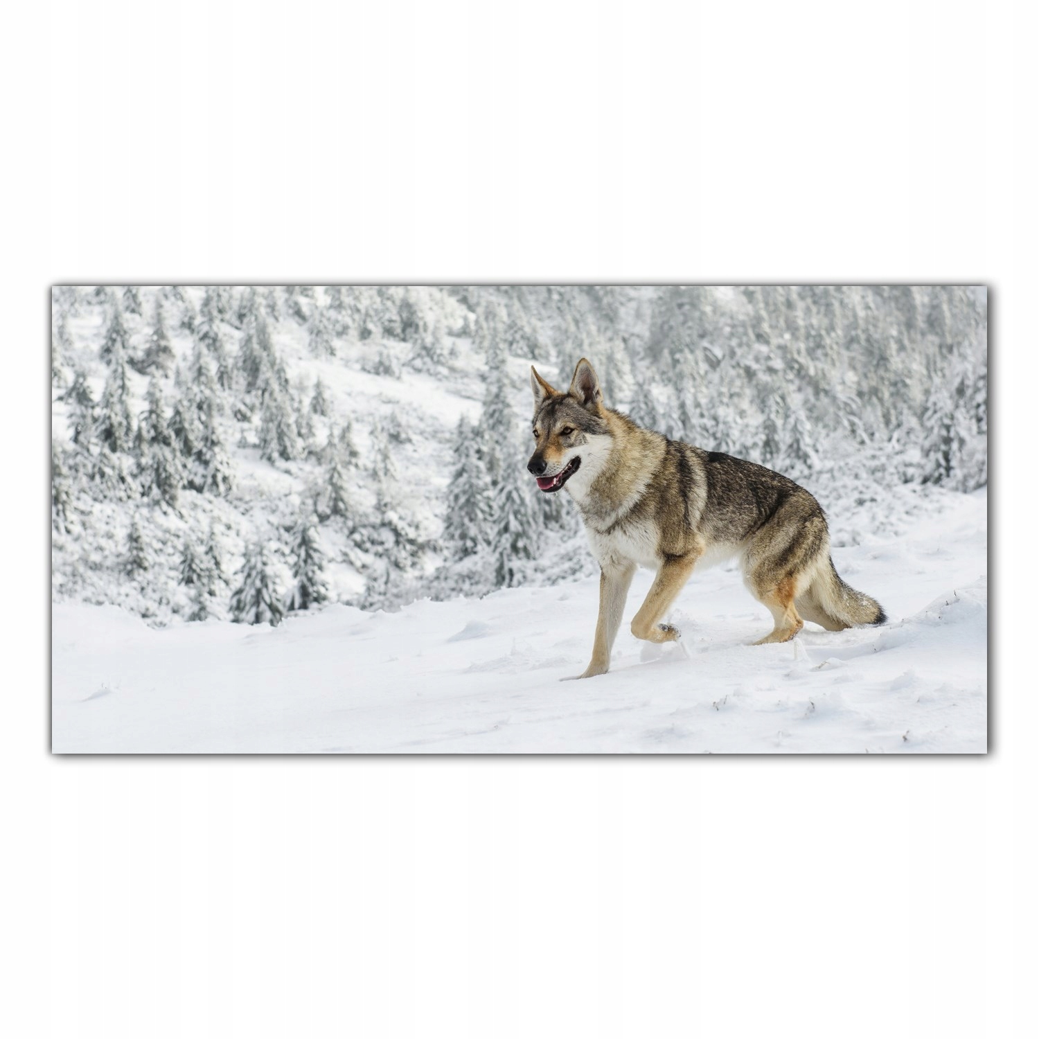 

Obraz Szklany Foto-obraz Wilk Zwierzę Las 120x60