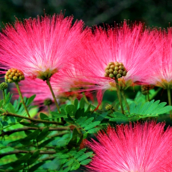 АЛЬБИЦИЯ СВЕТИТ НОЧЬЮ ШЕЛКОВОЕ МЕДОНОСНОЕ ДЕРЕВО