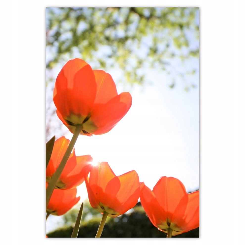 

Plakat 62x93 W niebo poprzez maki