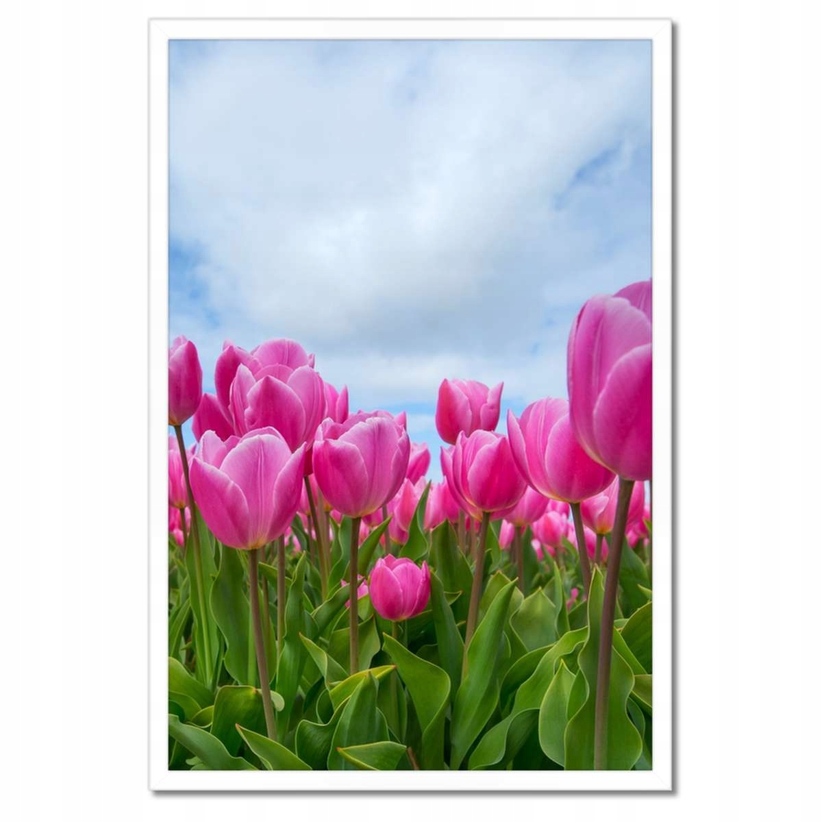 Plakáty v rámu 40x60 Tulipány Květiny