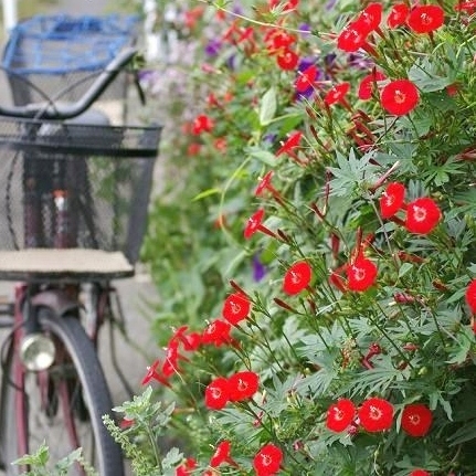 Красный вершинный цветок обильно цветет! Семена