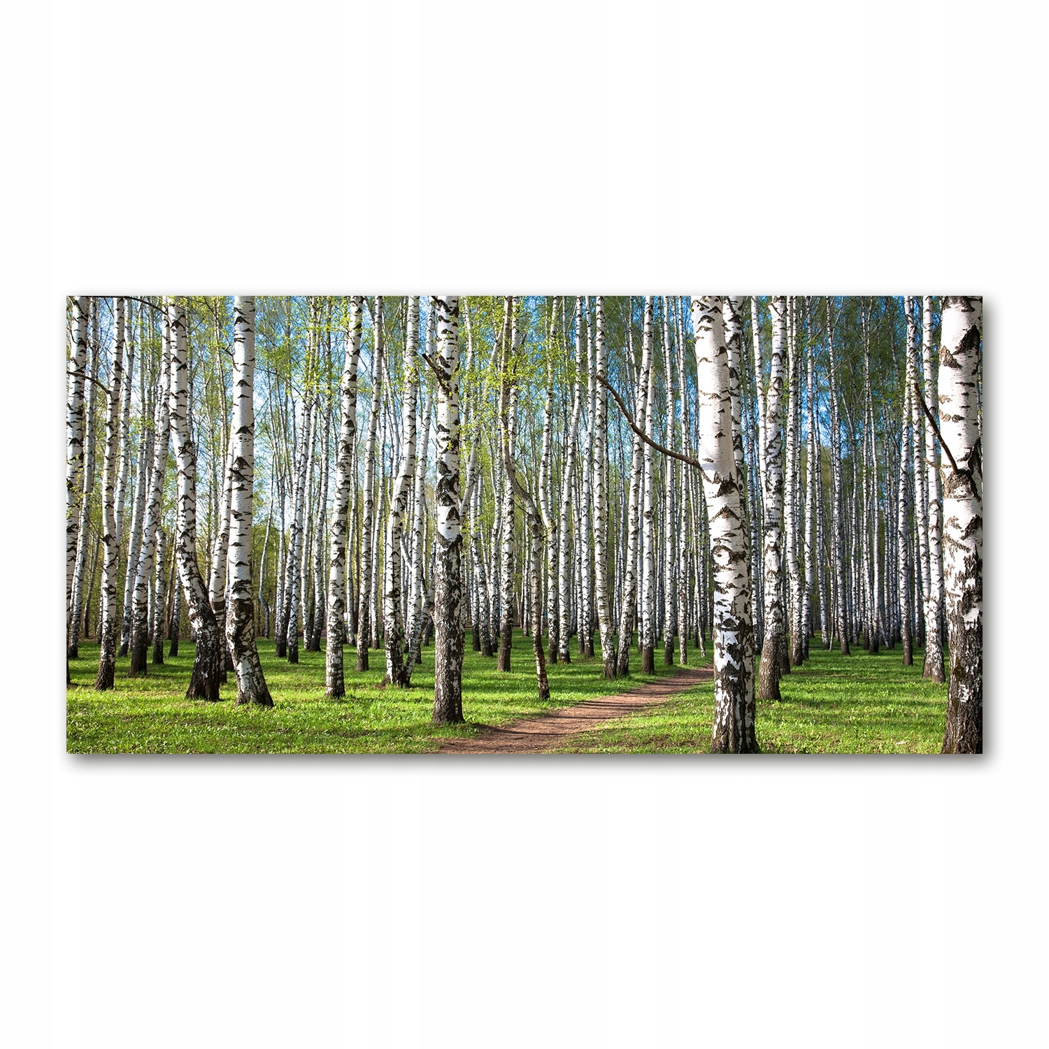 

Foto-obraz akrylowy Brzozowy las zdjęcie 140x70 cm