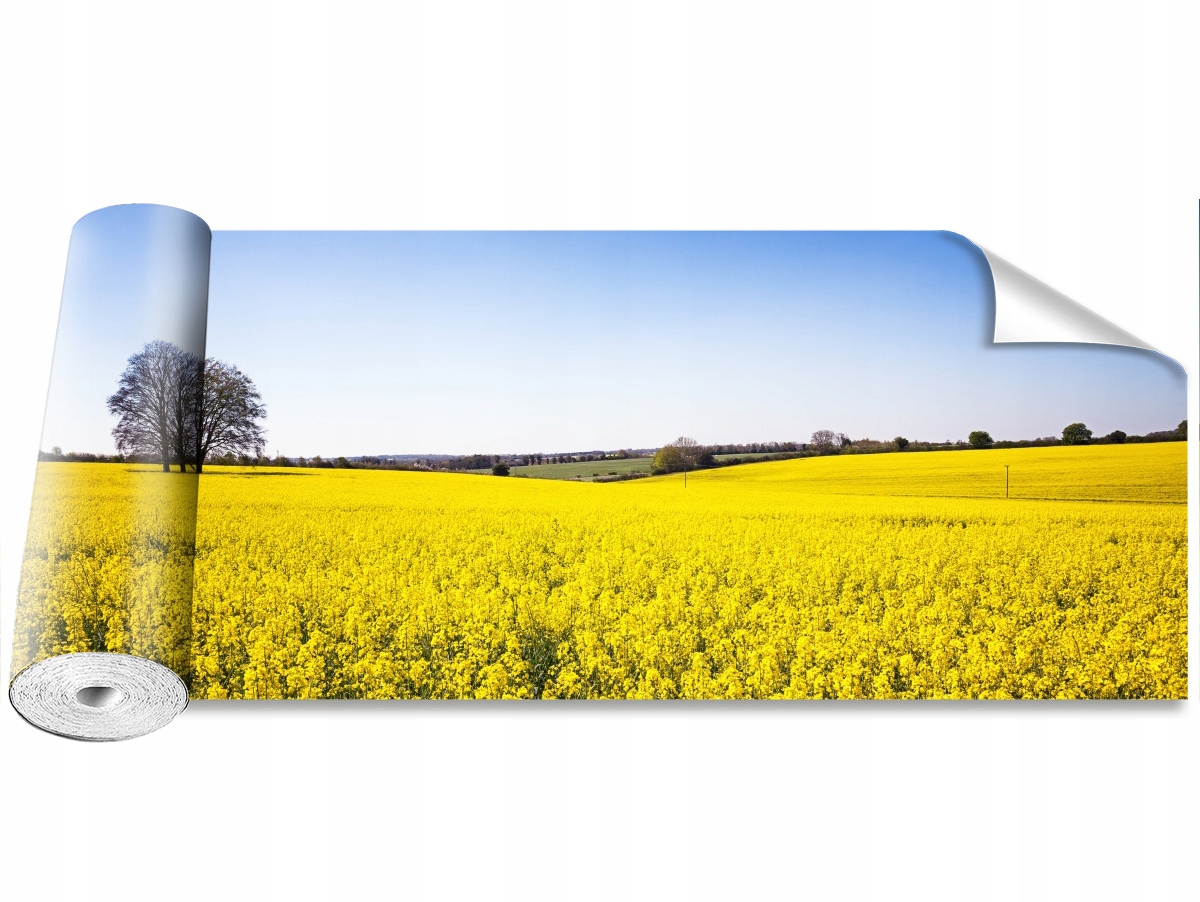 

Fototapeta Samoprzylepna Pole rzepaku 250x104