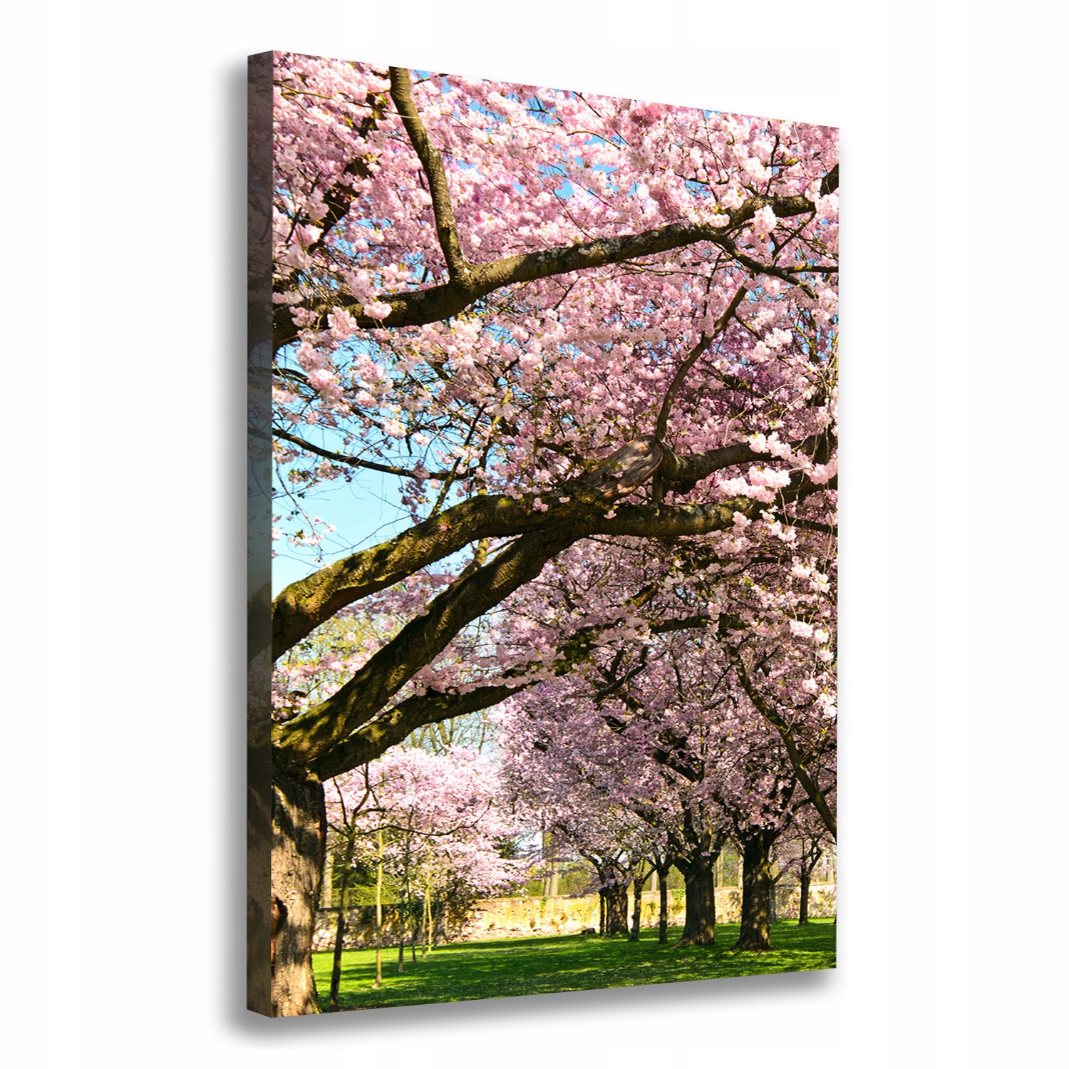 

Foto obraz canvas do salonu Drzewa wiśni 70x100