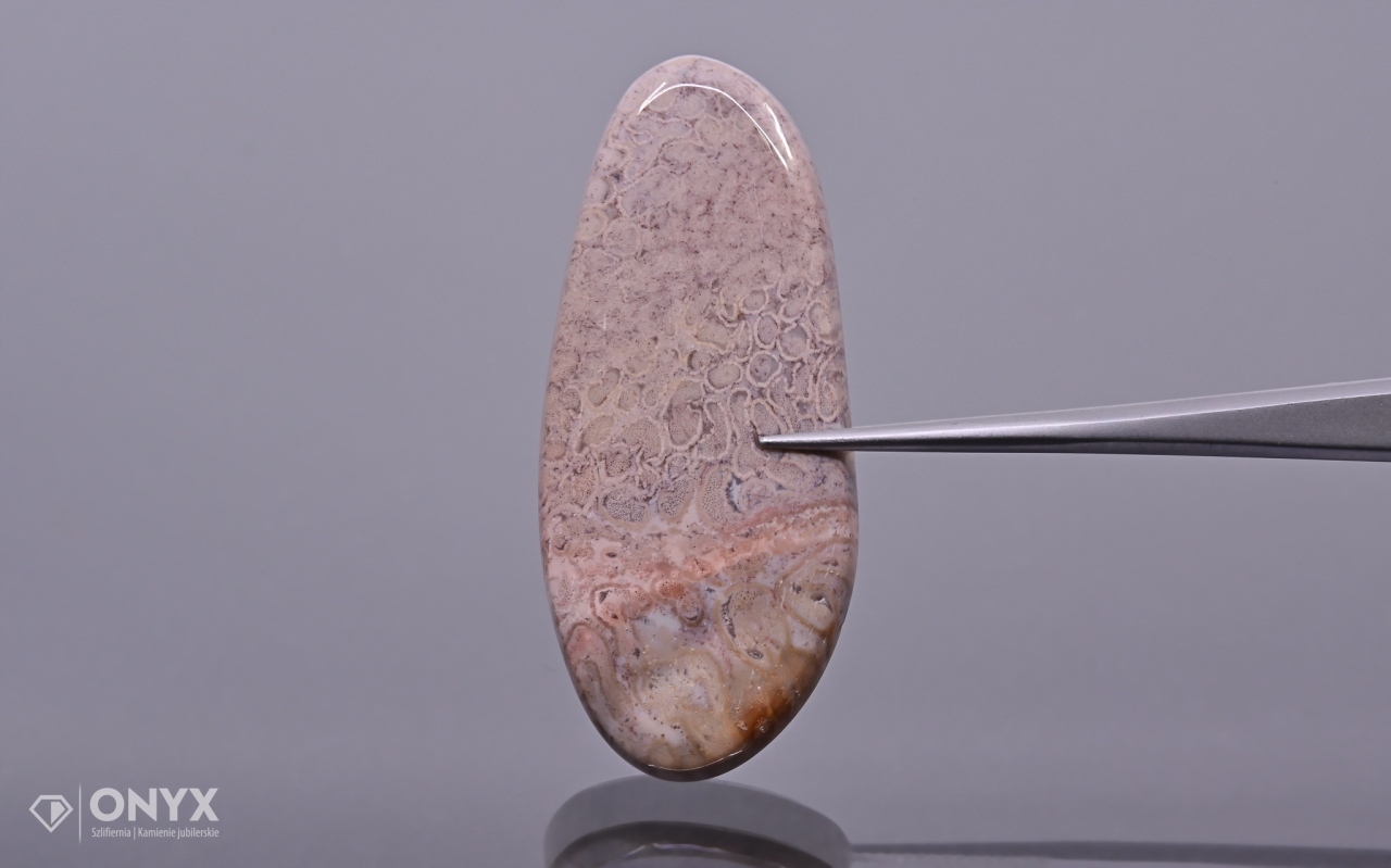 Zkamenělá palma konvexní nepravidelná dlažba 45x19,5 mm