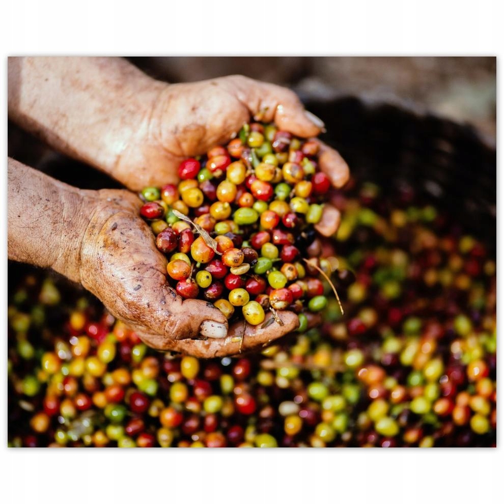 

Plakat 50x40 Zbiór kawy Kawa