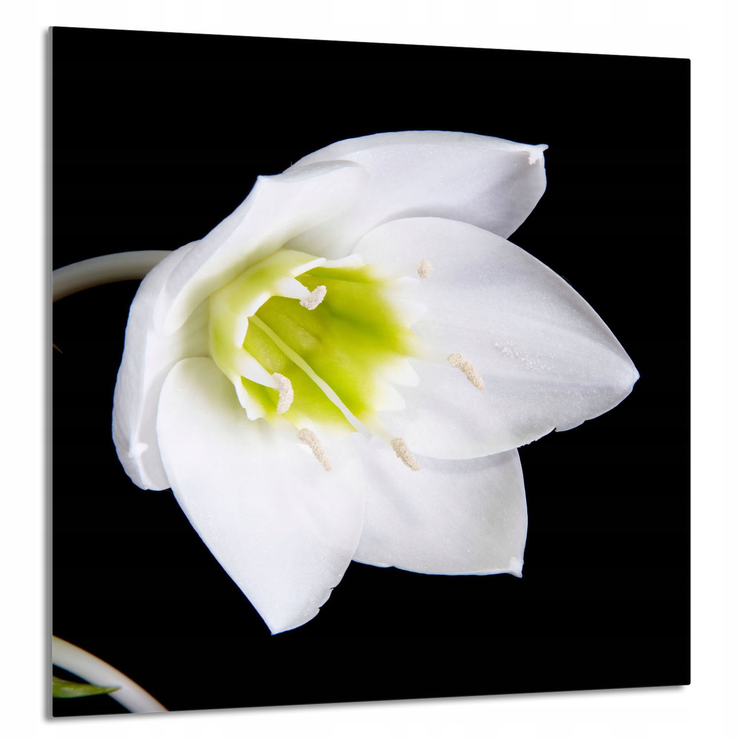 Skleněný Panel Do Kuchyně 60x65 Orchidej Tvrzené Sklo