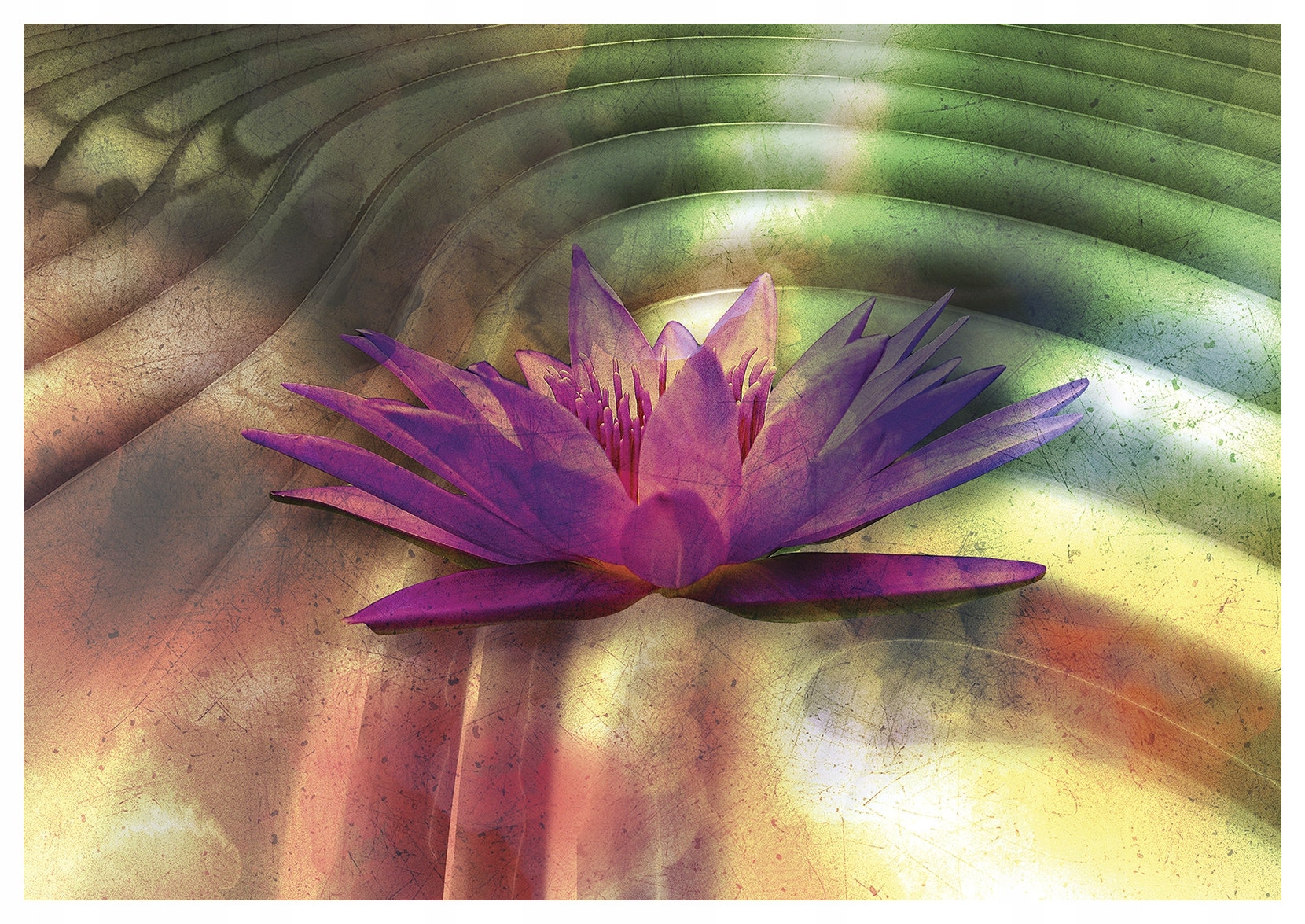 Fototapeta flizelina Vodní lilie fialová příroda do ložnice 416x290 lepidlo