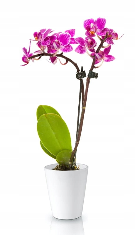 CERAMICZNA OSŁONKA DONICZKA STORCZYK 13cm BIAŁA Kod producenta 71.015.13