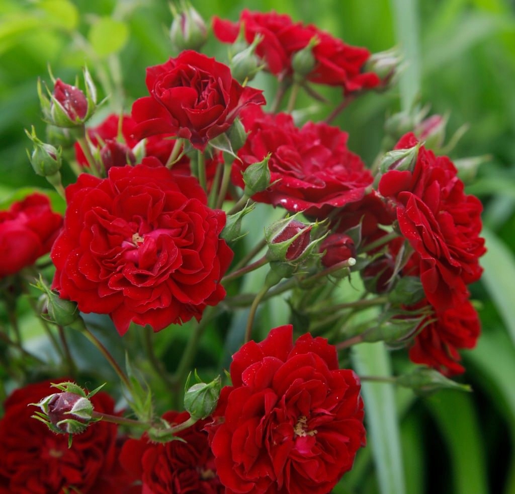 Róża Pnąca Crimson Siluetta Kordes