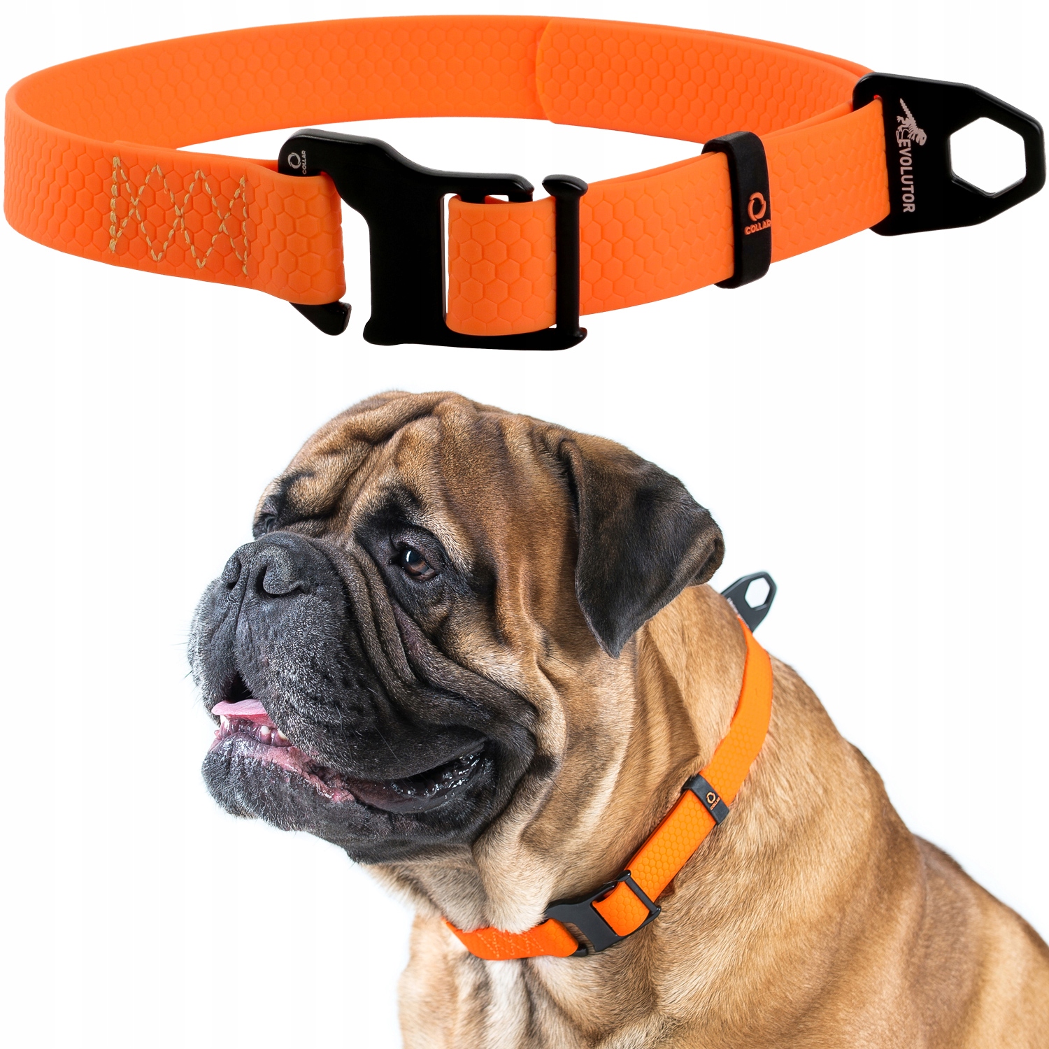 Obroża dla psa Evolutor pomarańczowa 25-70/2,5 cm