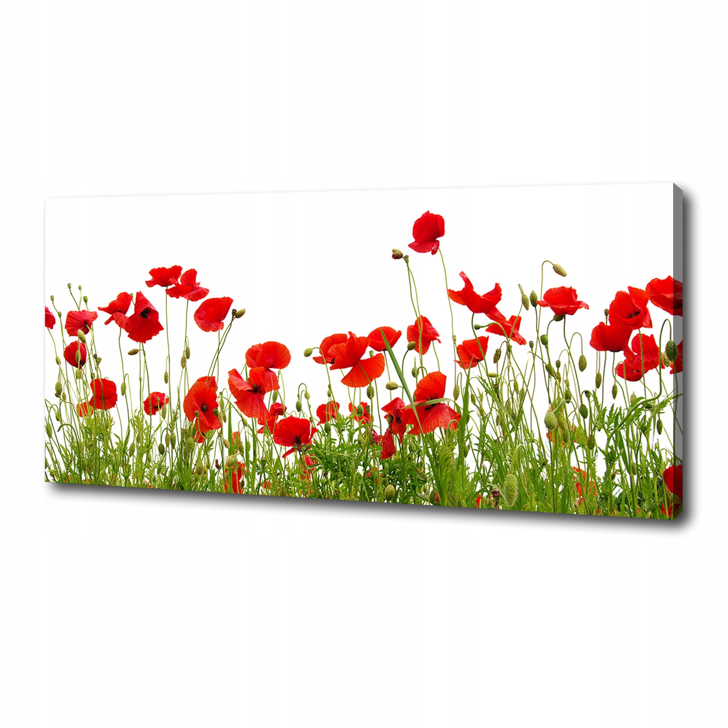 

Obraz zdjęcie na płótnie nowoczesny Maki 125x50 cm
