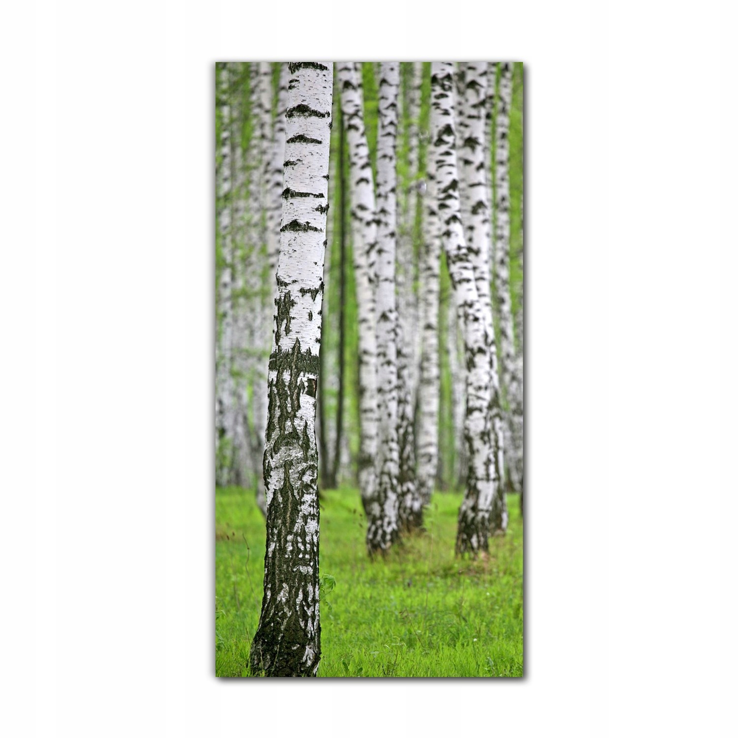 

Foto-obraz szklany do salonu 70x140 Brzozy drzewa